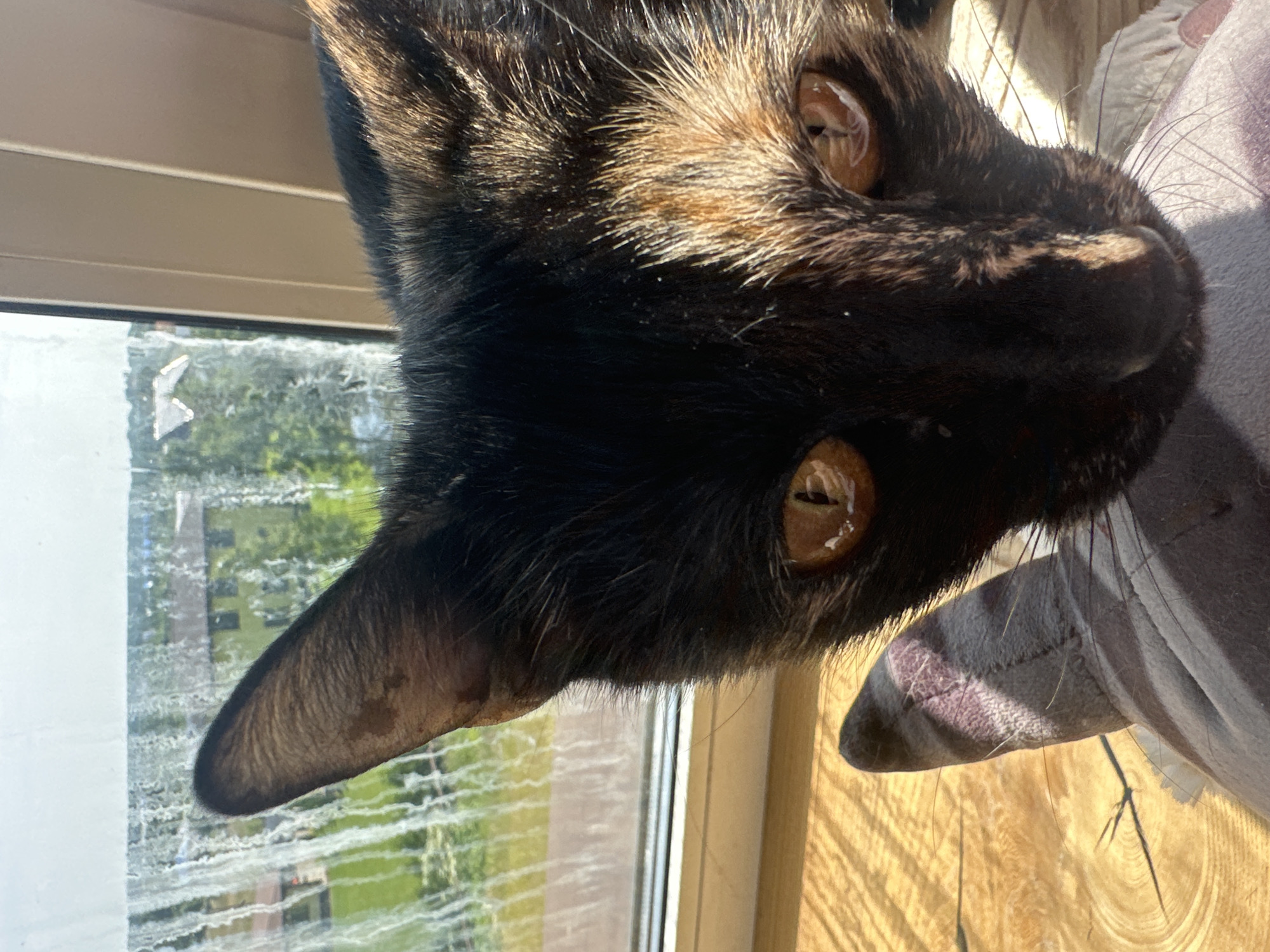 The image shows a close-up view of a tortoiseshell cat's face, looking directly at the camera. The cat has large, amber eyes with visible reflections. Its fur is a mix of black, brown, and orange. The cat's head is angled slightly downwards, with one ear clearly visible. In the foreground, a portion of a plush toy, possibly a cat toy, is visible, appearing grey with darker stripes. The background consists of a window with a hazy view of trees and buildings, suggesting an outdoor or semi-outdoor environment. Sunlight streams in, casting shadows on the wooden surface the cat is resting on and highlighting the cat's fur. The scene does not provide any specific details about the city of Virki, Russia, or any human presence.