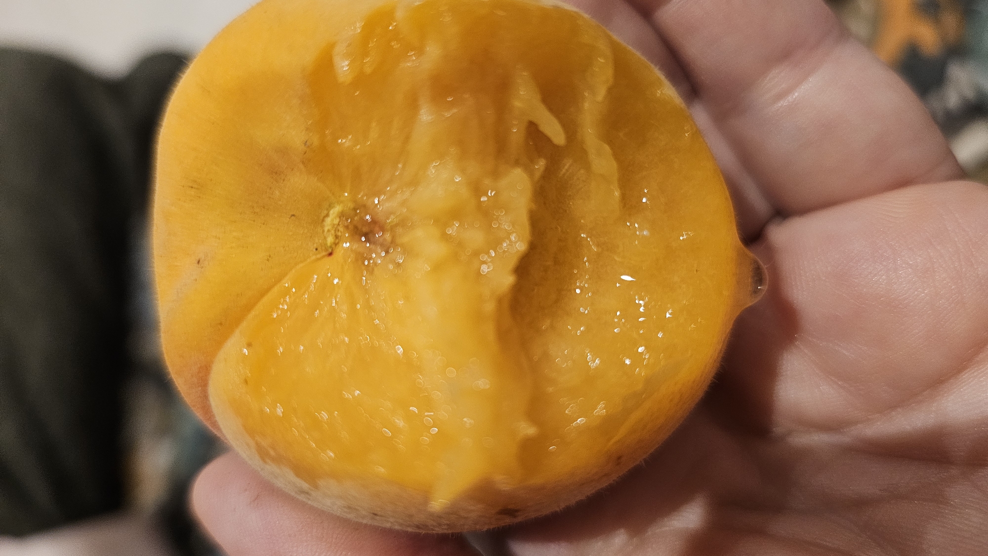A close-up shot shows a person's hand holding a halved, ripe apricot. The cut side of the apricot is facing the camera, revealing its juicy, soft flesh. A small drop of juice is about to fall from the bottom edge of the fruit. The background is blurred, with dark and light colors suggesting an indoor setting. The image does not provide any information about the location in Baan Chaweng, Thailand.