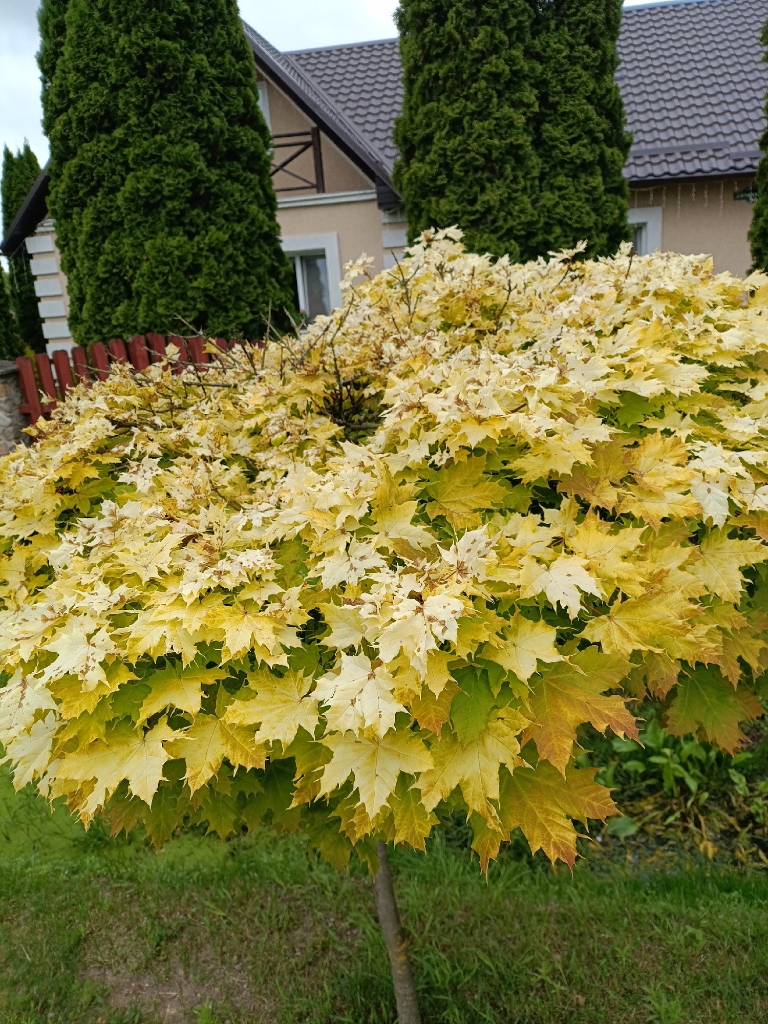 The image shows a close-up of a tree with variegated yellow and green leaves, suggesting it is autumn. The tree is in the foreground, and its dense foliage dominates the lower and central portions of the frame. The leaves are mostly maple-shaped, with some showing signs of browning or drying. Behind the tree, a portion of a house is visible. It has a light-colored facade and a dark, tiled roof. Tall, dark green evergreen trees are planted on either side of the house, framing it. A section of a reddish-brown wooden fence is visible to the left of the house, partially obscured by the foliage of the foreground tree. The ground in front of the tree is covered in green grass. The sky is overcast, indicating a cloudy day. The scene appears to be a residential garden or yard, given the presence of the house, fence, and manicured trees. There is no visible text in the image. The overall mood is serene and autumnal.