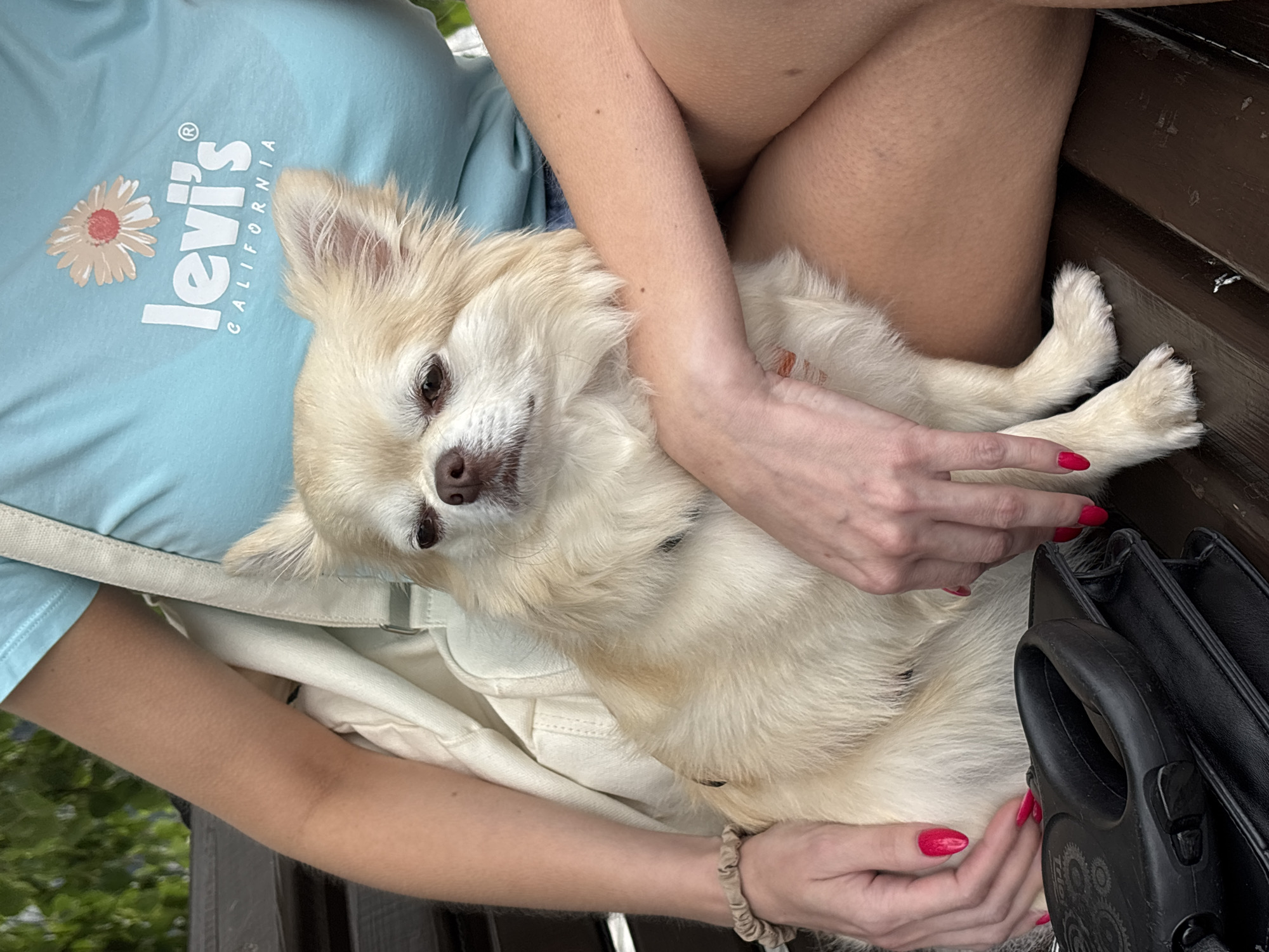 In Khryashchevka, Russia, a light-colored chihuahua is being held by a person sitting on a wooden bench. The person is wearing a light blue t-shirt with a Levi's logo and a daisy graphic. The chihuahua is facing left, with its head slightly tilted down. Its fur is long and fluffy, with golden-brown markings on its back and ears. The person's arms are visible, with bright pink nail polish on their fingernails. A black purse and a retractable dog leash are placed on the bench in front of the chihuahua. The background shows blurred green foliage, suggesting an outdoor setting.