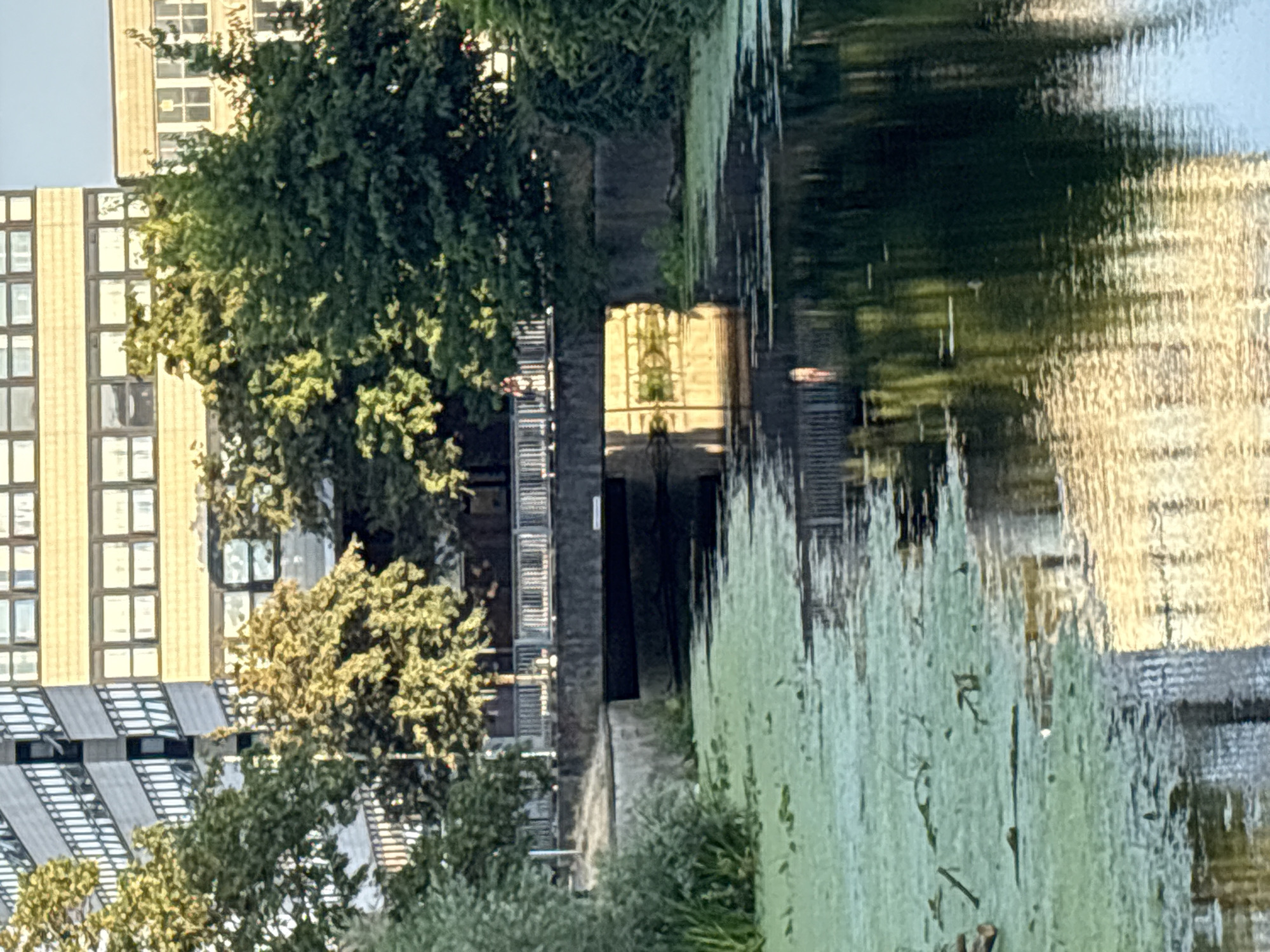The image depicts a canal in the city of Chelmsford, United Kingdom. In the background, a multi-story building with a light-colored facade and numerous windows is visible, with trees in the foreground partially obscuring it. A bridge with a white railing crosses the canal. The water surface of the canal is partially covered with green algae and reflects the surrounding environment, including the building and trees. There are no visible individuals or animals in the scene. The lighting suggests it is daytime, possibly late afternoon or early evening due to the warm tones of the reflections.