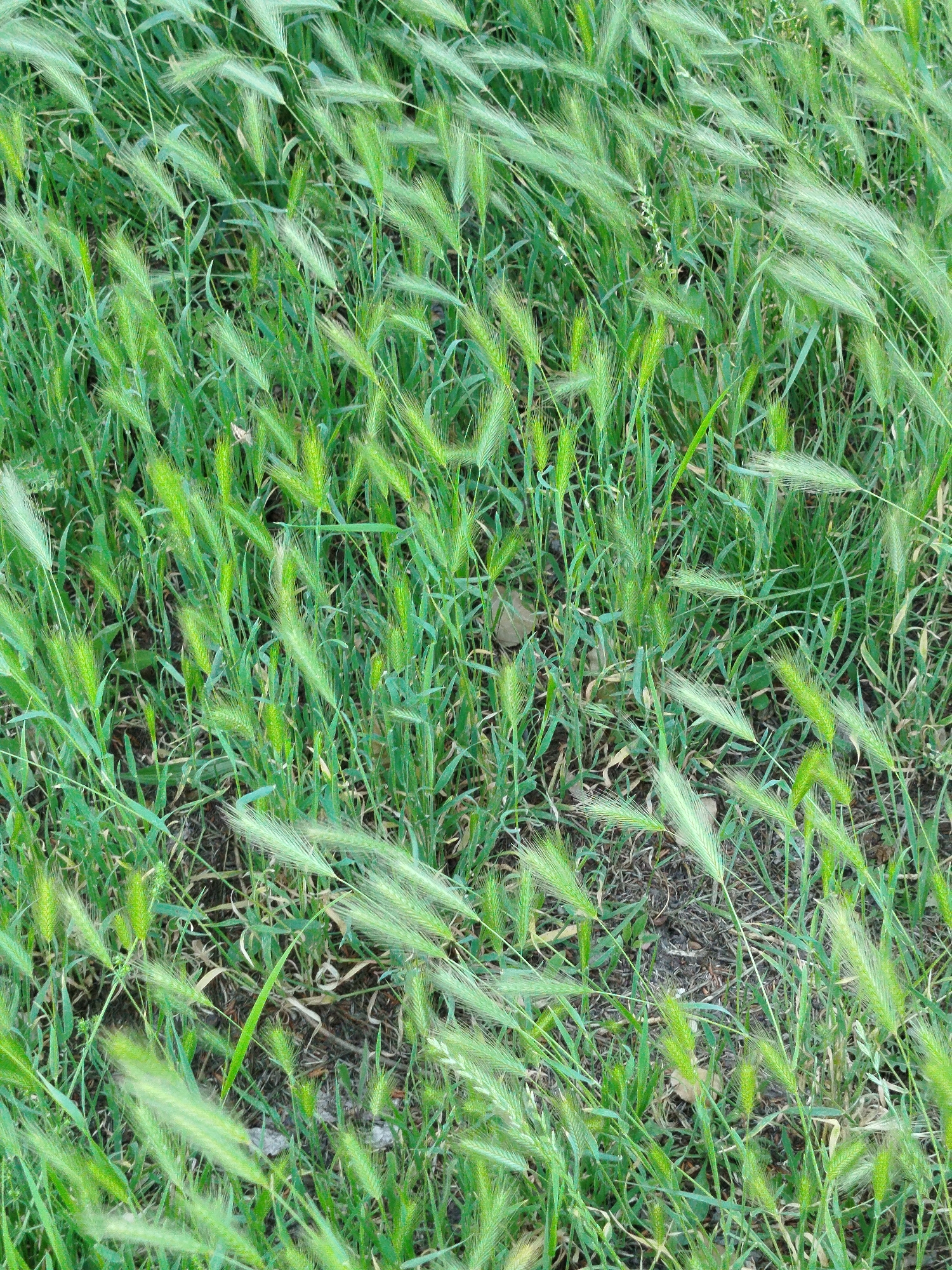 An aerial, eye-level, full shot displays a dense field of green foxtail grass. The grass is a vibrant green with some stalks turning a pale yellow or white, particularly at the tips of the seed heads. The individual seed heads are feathery and pointed, creating a textured appearance across the entire frame. Some darker soil and dried leaves are visible between the grass stalks. The image appears to have been taken outdoors in a natural setting, possibly a park or field within a city, though no specific urban landmarks are visible. The lighting suggests it is daytime.