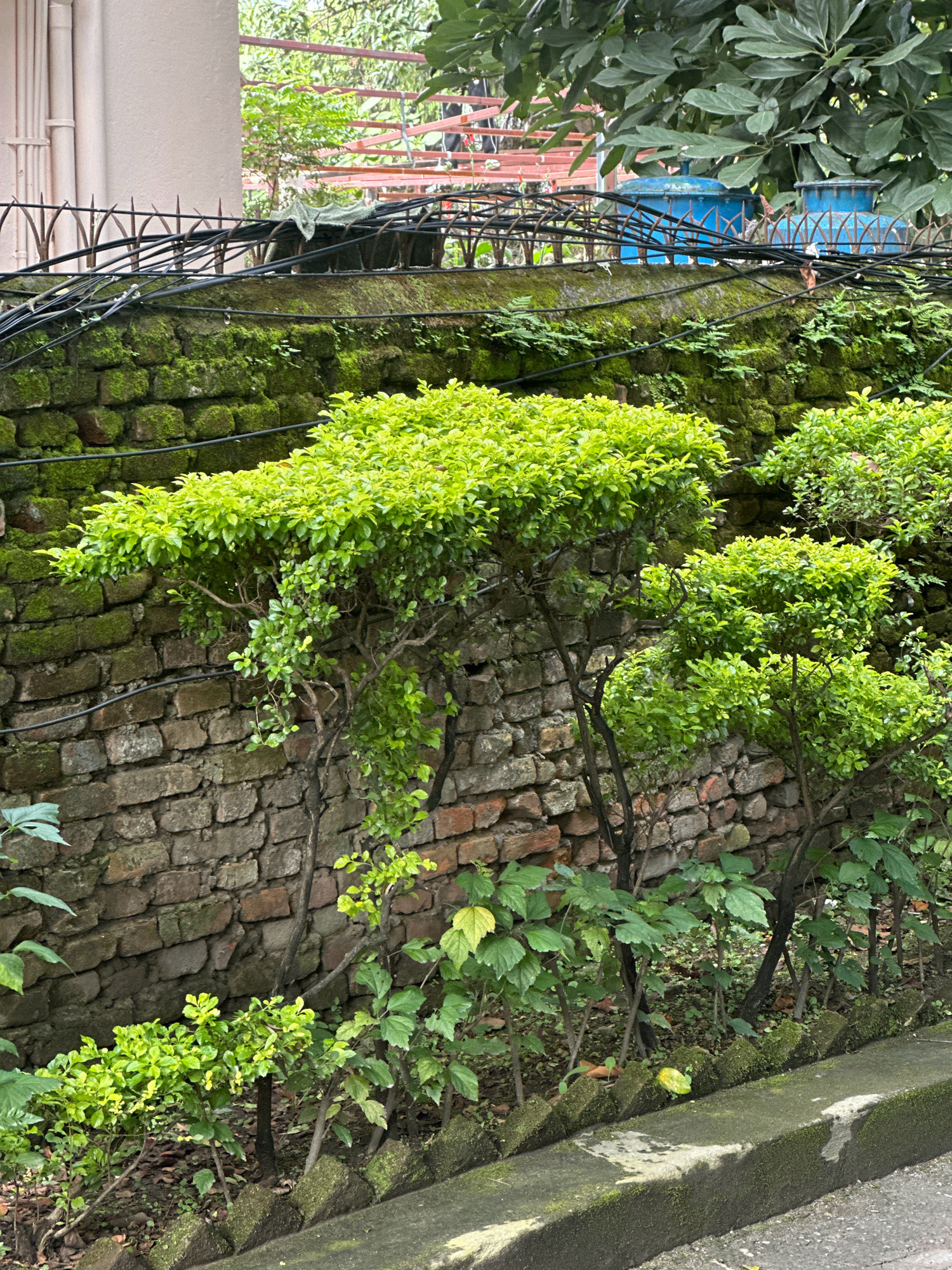 An outdoor, eye-level shot shows a moss-covered brick wall in Lalitpur, Nepal, with a row of small, green bushes lining its base. A concrete curb runs along the foreground, and a paved surface, likely a road, is visible to the right. Several black wires are strung across the top of the wall. Overhead, dense foliage from a large tree drapes over the scene, and in the background, a light-colored building with pipes is partially visible. Two blue water tanks are also visible behind the wall. The lighting is overcast, suggesting a cloudy day. There are no people or animals present in the image.