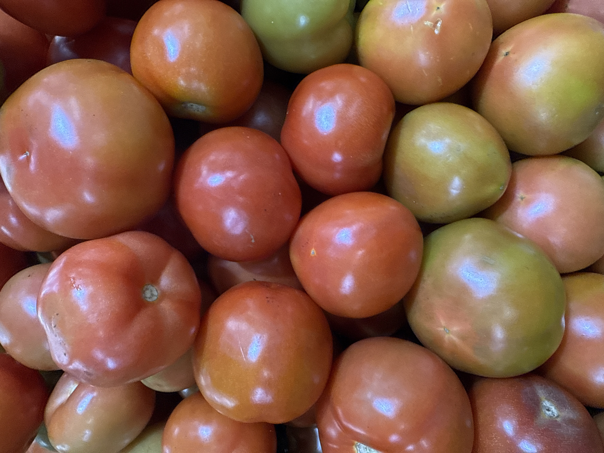 A close-up, overhead shot displays a large pile of ripe tomatoes. The tomatoes vary in color, with some being a vibrant red, others a lighter pinkish-orange, and a few showing hints of green, suggesting they are not fully ripe or are a different variety. They are densely packed, obscuring any background beyond the tomatoes themselves. The lighting creates bright highlights on the smooth, round surfaces of the fruit. This scene appears to be a display of fresh produce, likely in a market or grocery store. No people, actions, or interactions are visible, nor is there any specific indication of the location in Arraial do Cabo, Brazil, beyond the general context of fresh produce potentially being sold there.