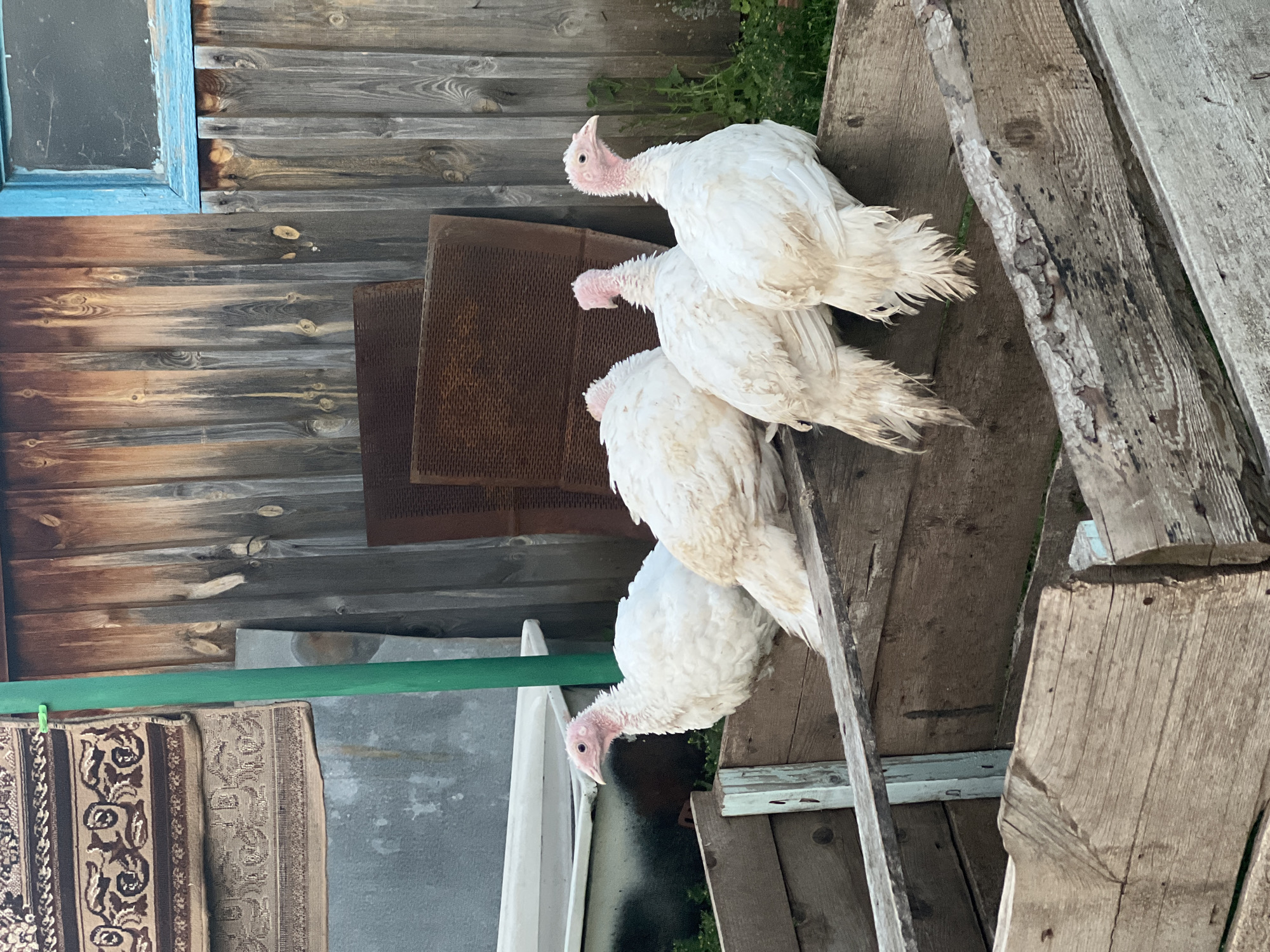 Four white turkeys are perched on a wooden structure. The turkeys are facing different directions, with some looking down and others looking forward. They have pinkish-red heads and necks. The background consists of weathered wooden planks, a green pipe, and some hanging rugs. The scene appears to be outdoors, possibly in a rural setting, given the rustic appearance of the wooden structures and the presence of livestock. The lighting suggests it is daytime.
