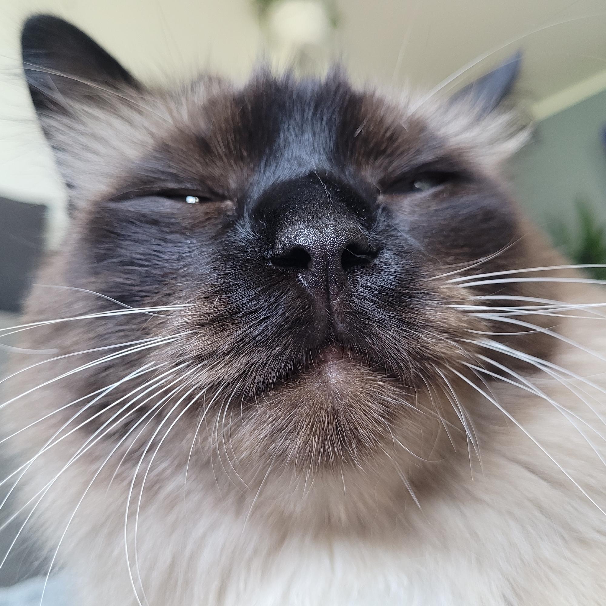 A close-up, low-angle shot focuses on the face of a fluffy Siamese cat. The cat's eyes are partially closed, giving it a sleepy or content expression. Its black nose is prominent, and long white whiskers fan out from its muzzle. The background is blurred, suggesting an indoor setting, but no specific location in Jūrmala, Latvia, can be identified from the image itself. There are no people, objects, or actions depicted other than the cat.