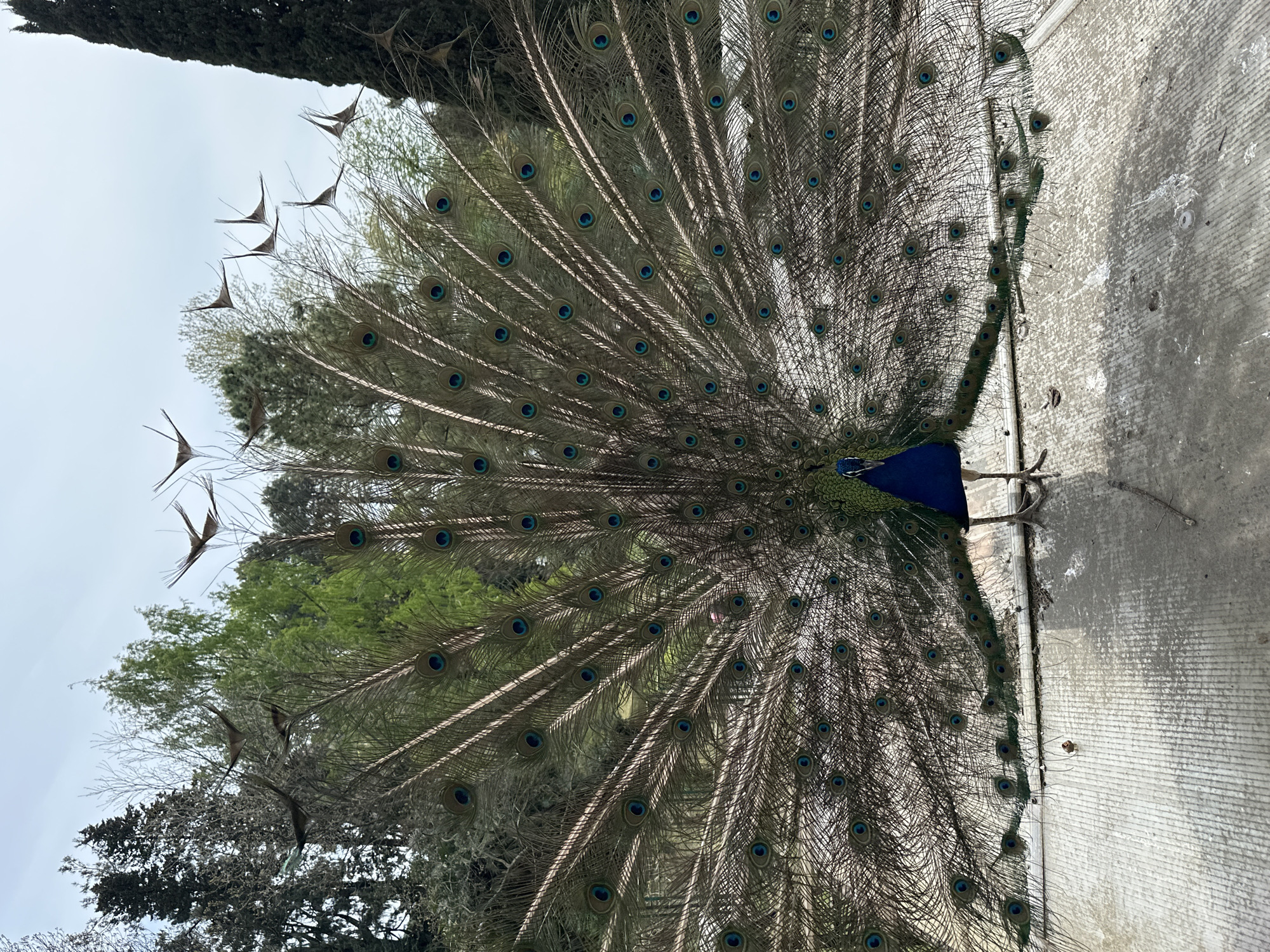 A male peacock is captured displaying its magnificent, fully fanned tail in an outdoor daytime setting. The bird's vibrant blue neck and head are visible at the lower center, positioned against the base of its impressive tail. The expansive tail feathers radiate upwards and outwards, dominating the left and central portions of the frame. Each individual feather is adorned with a distinct "eye-spot" or ocellus, featuring concentric rings of iridescent blue, green, and black on a brownish-grey feather shaft. The outermost and uppermost feathers in the fan are longer and sparser, ending in unique, somewhat flattened, dark tips.
To the right of the peacock, a textured concrete or paved surface extends vertically, showing subtle lines and minor debris. Behind and to the left of the fanned tail, various trees and green foliage are visible against a bright, overcast sky, indicating a park or garden environment, consistent with a location like Sochi, Russia. The light suggests it is daytime. The image beautifully showcases the peacock's courtship or territorial display. No visible text is present in the image.