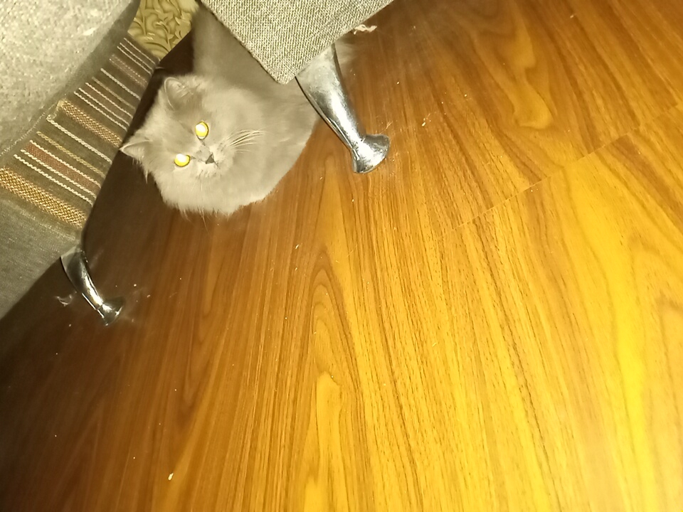 A fluffy gray cat with bright yellow eyes sits on a polished wooden floor next to a piece of furniture. The cat is positioned in the lower right quadrant of the image, partially obscured by the furniture's fabric. The furniture appears to be upholstered in a textured material with stripes of various colors, including brown and beige. A shiny, metallic leg of the furniture is visible near the cat's head. The wooden floor has a prominent grain pattern and reflects light, creating a warm, glossy appearance. The overall scene is indoors, with lighting that causes a noticeable reflection in the cat's eyes. No specific location in Angren, Uzbekistan is identifiable from the image.