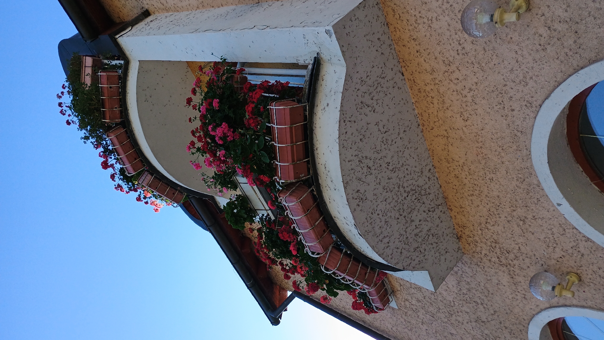 The image captures an upward-angled view of a building facade in Sokolov, Czechia, adorned with numerous planters filled with blooming pink and red geraniums. The building features an arched balcony with planters along its edge, and more planters are positioned along the roofline of an adjacent section of the building. The facade is a textured, peachy-pink color. Two outdoor light fixtures, each with a spherical glass shade, are visible mounted on the wall near arched windows. The sky above is a clear, bright blue.