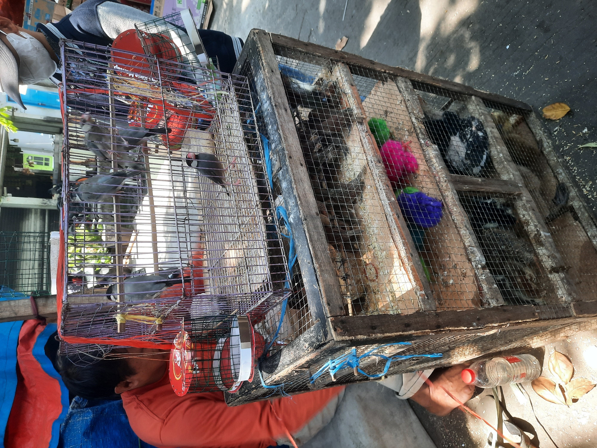 The image shows a street scene in North Jakarta, Indonesia, with a bird seller and his wares. A man in an orange shirt is attending to a multi-tiered cage filled with birds. A second person, wearing a face mask and a hat, stands behind the cage, also appearing to be involved in the transaction. The cage is made of wood and wire mesh, with several levels holding different types of birds. In the foreground, a plastic bottle of water and dry leaves are scattered on the ground. The background suggests an outdoor market or roadside stall, with glimpses of buildings and trees. The overall atmosphere is that of a bustling local market.