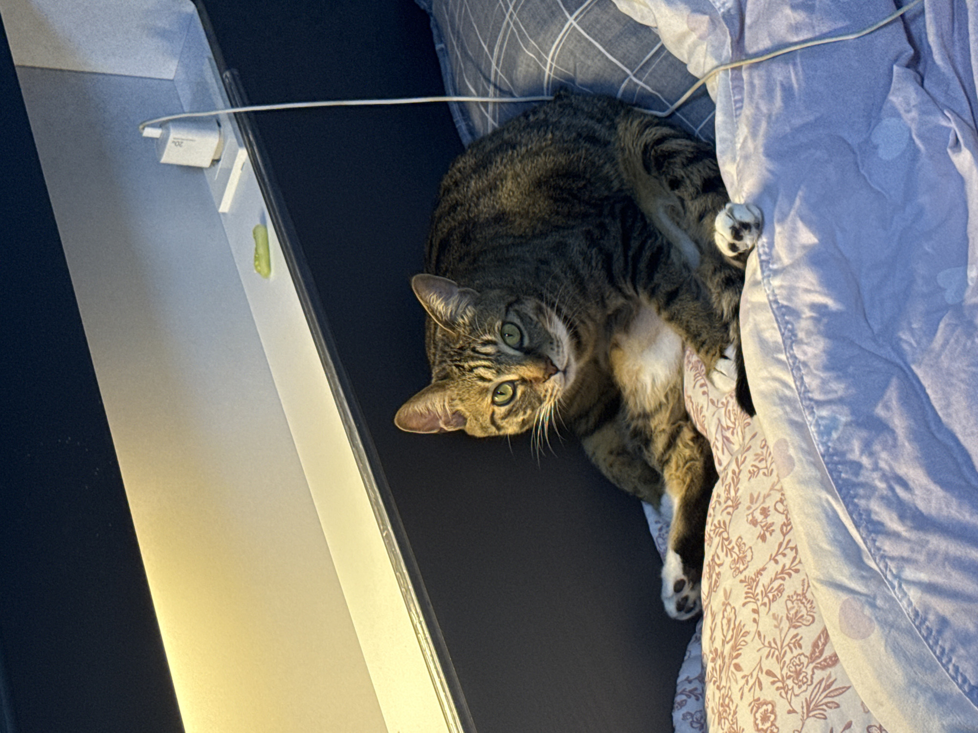 A tabby cat is sitting on a bed, looking directly at the camera. The cat is in the center of the frame, with its body angled slightly to the right. Its paws are extended in front of it. The cat has green eyes and a white chest. The bed is covered in blankets with floral and heart patterns. In the background, there is a dark wall, a shelf with a phone charger and a small green object, and a light fixture. The scene appears to be in a bedroom.