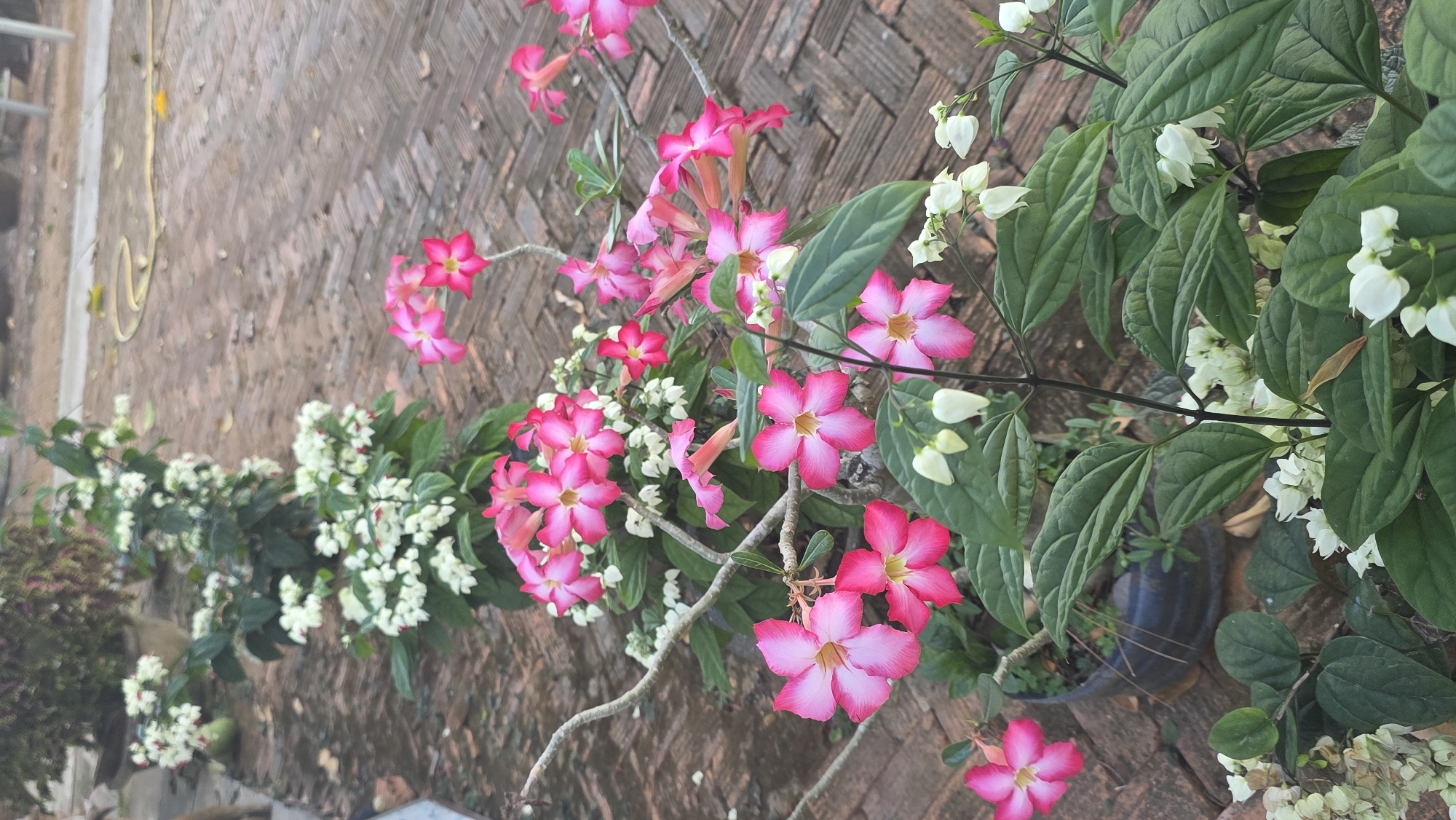 A horizontal, medium-shot photograph shows pink and white flowering plants on a brick surface. The pink flowers are in the center of the frame and the white flowers are on either side. The plants appear to be in pots. The brick surface is weathered. A yellow hose is visible in the background. The location is Ea Tê, Vietnam.