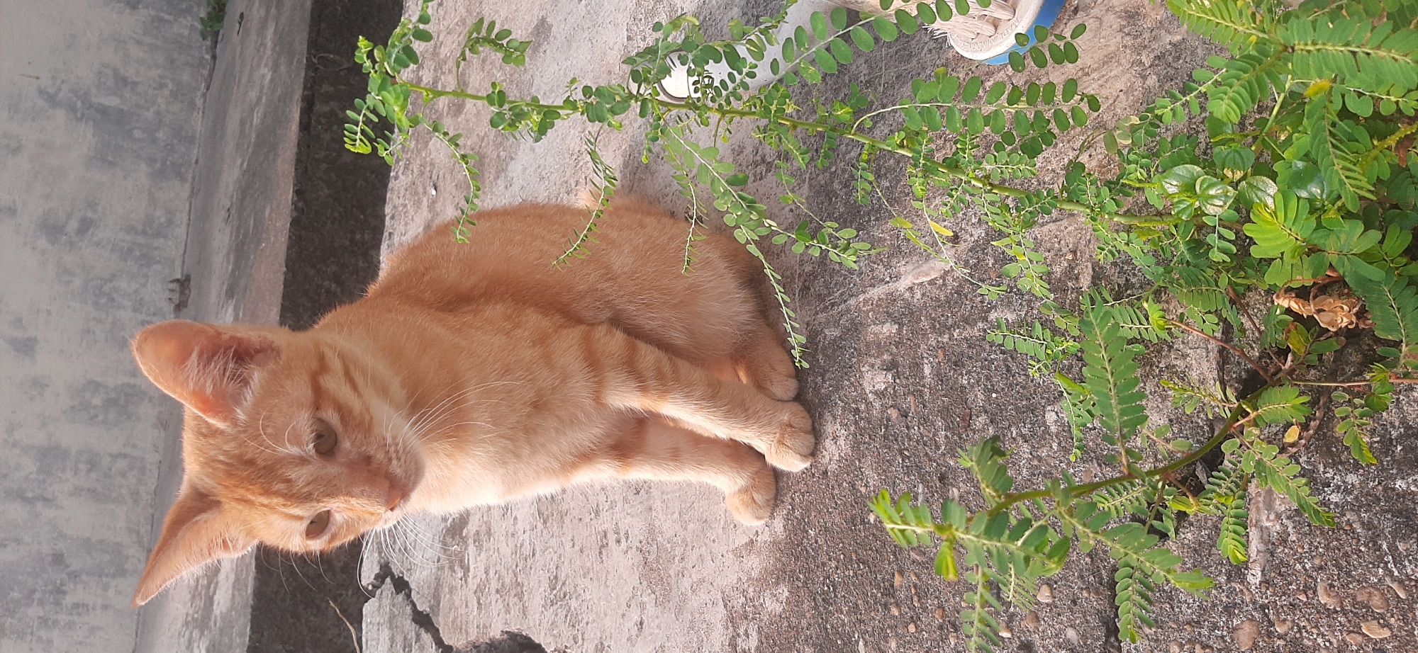 A ginger cat is sitting on a concrete surface with cracks. The cat is looking to its left, with its front paws together. There are small green plants growing out of the cracks in the concrete. The background is a concrete wall. The image is taken outdoors in natural light. The location is the city of Jambi, Indonesia.