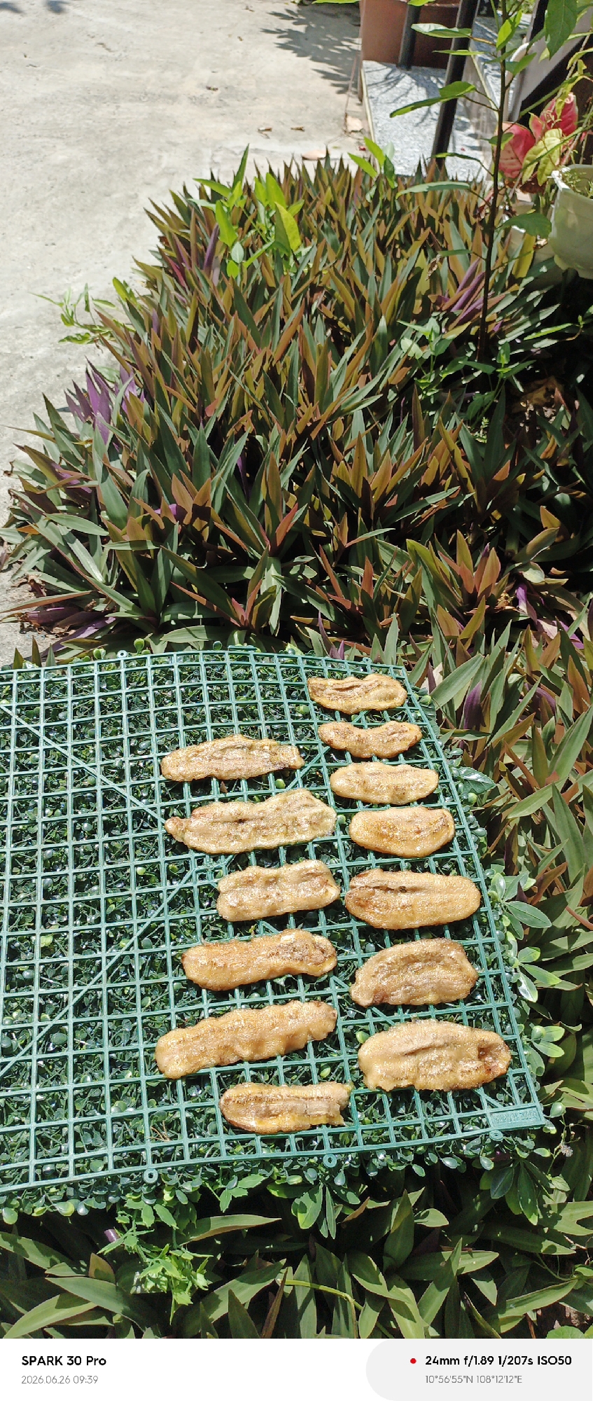 This image captures a close-up view of several dried banana slices arranged on a green mesh rack. The bananas appear golden brown and slightly shriveled, indicating they are sun-dried. The rack is placed outdoors, with lush green foliage and plants with purple and green leaves in the background, suggesting a garden or outdoor setting. Sunlight is casting shadows, hinting at a bright, sunny day. The overall scene conveys a sense of food preparation or preservation using natural methods.
Visible text in the image includes "SPARK 30 Pro" and a date "2026.06.26 09:39", along with camera settings: "24mm f/1.89 1/207s ISO50" and coordinates "10°56'55"N 108°12'12"E". The coordinates place the location in Phu Thuy Ward, Vietnam.