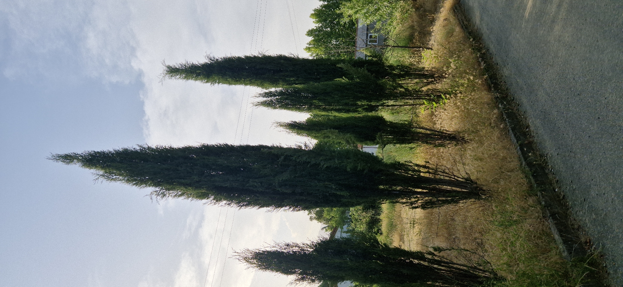 A line of tall, dark green cypress trees stands on the left side of a paved road. The trees are in various stages of fullness, with some appearing more dense than others. The ground around the trees is covered in dry, golden grass and some green vegetation. In the background, there are more trees and foliage, and a small building with a white exterior and a dark roof. The sky above is a pale blue with some wispy clouds. The image appears to be taken in a rural or suburban area, possibly in a Mediterranean climate due to the cypress trees. The lighting suggests it is either early morning or late afternoon. There are no people or animals visible in the image.