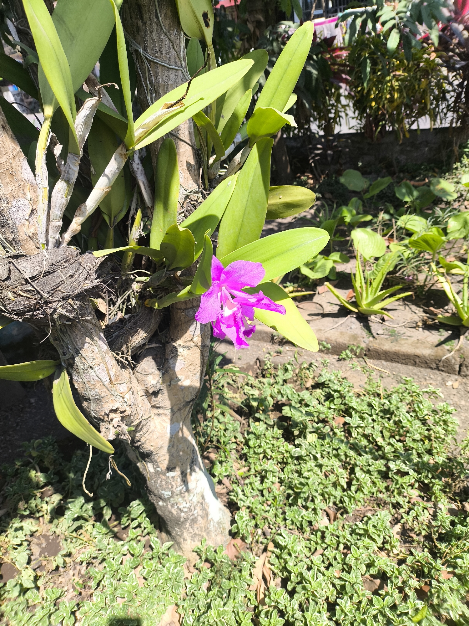 A close-up, eye-level shot captures a vibrant pink orchid blooming on a thick, rough-barked tree trunk. The orchid's delicate petals are fully open, showcasing their intricate structure. Several large, green leaves of the orchid plant are visible, some arching over the trunk and others reaching upwards. The tree trunk itself is weathered and textured, with exposed roots and vines clinging to its surface.
The ground beneath the tree is covered in a dense, low-lying green ground cover, interspersed with fallen leaves and patches of bare soil. To the right of the tree, a raised concrete border runs horizontally, separating the area around the tree from a patch of wider-leaved green plants. In the background, further green foliage and hints of fencing are visible, suggesting an outdoor setting. The lighting indicates it is daytime, with sunlight casting shadows. The scene is located in the city of Grati, Indonesia.
