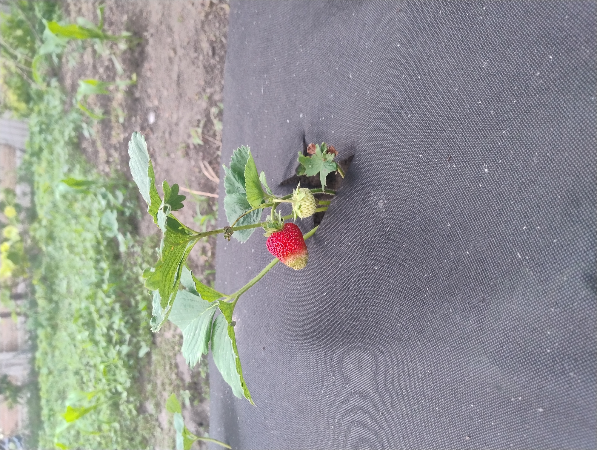 An outdoor, eye-level, medium shot captures a strawberry plant growing through a black weed barrier fabric in a garden. The plant, positioned in the center of the frame, has green leaves and a single red strawberry. To the left of the ripe strawberry, a green unripe strawberry is visible. The weed barrier fabric covers the foreground and extends to the right of the plant. In the blurred background, rows of green plants, possibly corn, and a wooden fence can be observed. The ground is dirt. The lighting is natural and overcast.
