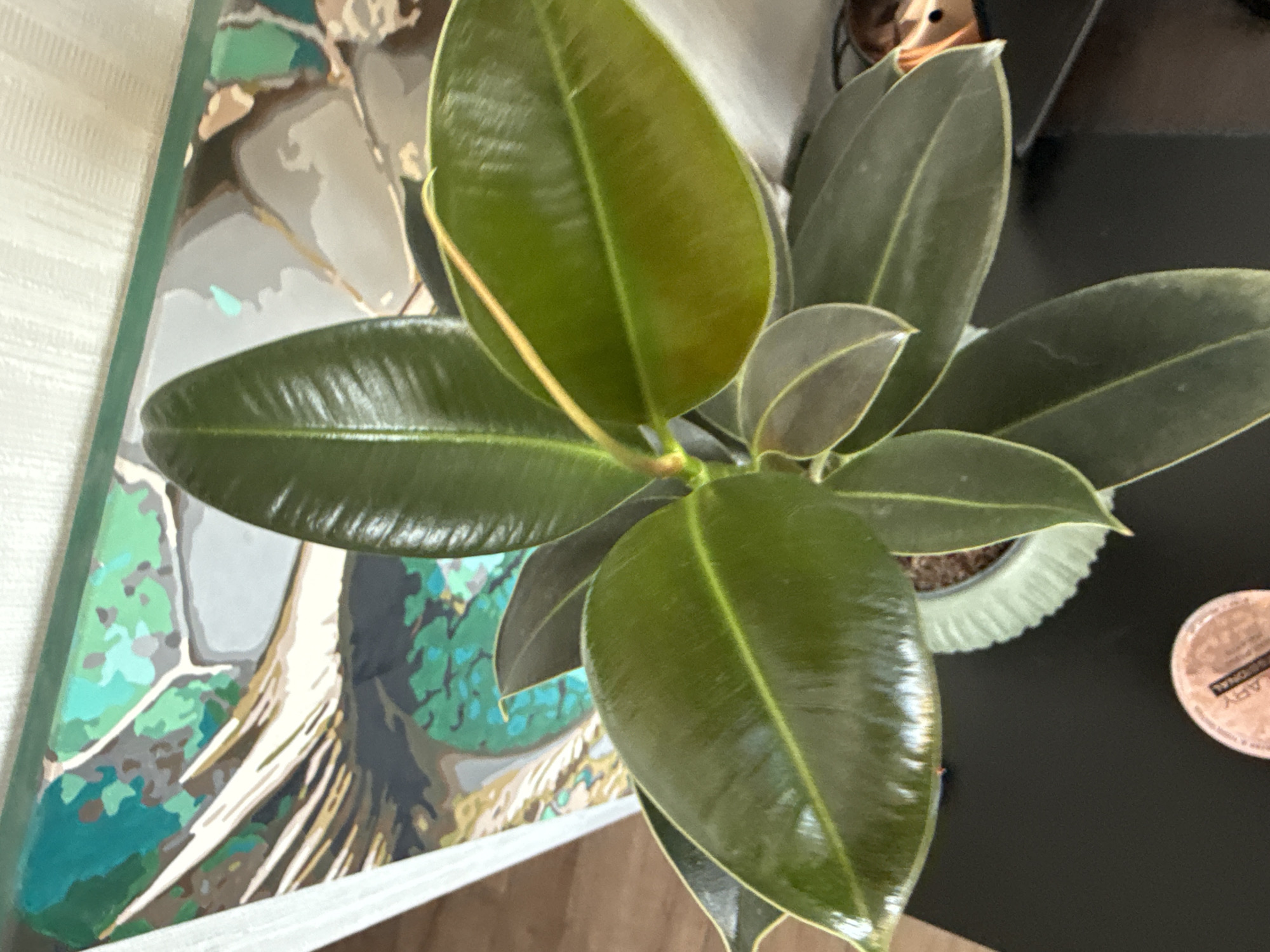 The image shows a close-up of a dark green ficus plant with large, glossy leaves, potted in a light green ribbed planter. The plant is positioned on a black surface, possibly a table. In the background, a portion of a painting with abstract shapes and colors, featuring shades of green, blue, and white, is visible. The plant appears to be indoors, with a white curtain or blinds in the upper left corner. A small, circular object with text, possibly a cosmetic product, is on the black surface in the foreground. There are no people or animals present in the image. The image does not contain any information that would allow for the determination of its location in the city of Perm, Russia.