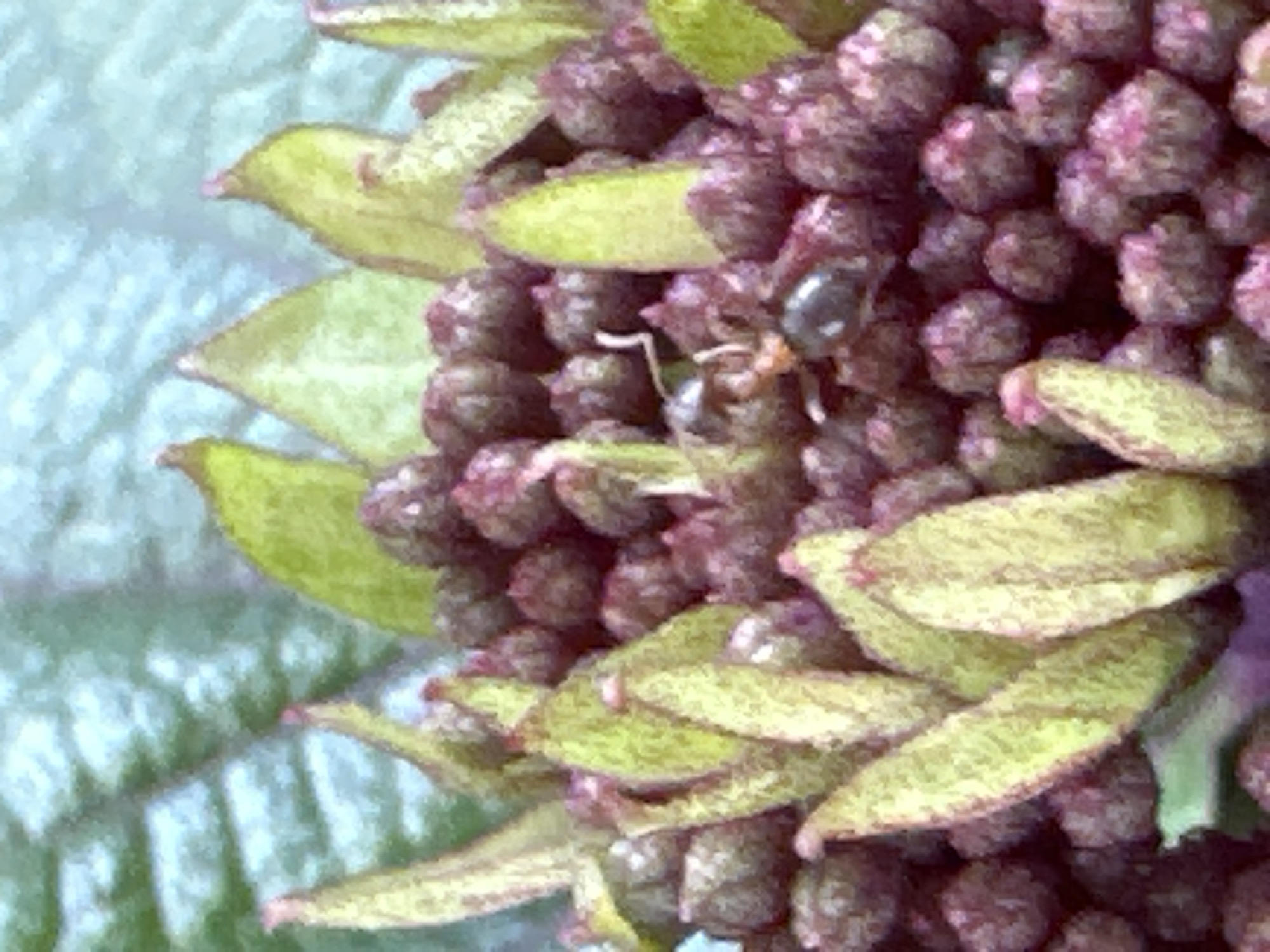 The image is a macro photograph of a small insect, possibly a beetle, on a cluster of dark purple, berry-like growths and light green plant structures. The insect has a dark, shiny body and appears to be perched on one of the green structures. The background is blurred, showing hints of green and blue. The scene is not set in a specific location in the city of Bol'shoi Kichmai, Russia; it is a close-up view of natural elements.