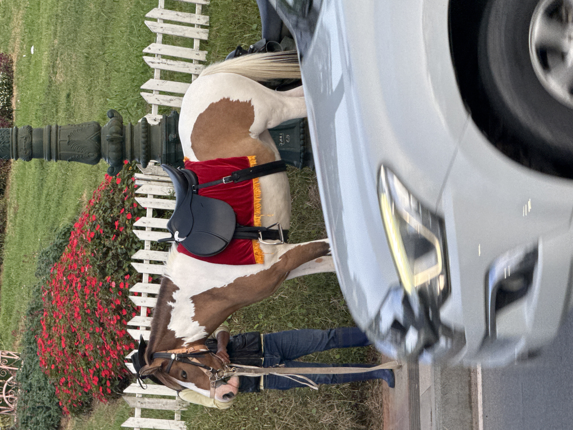 A pinto horse with a saddle and red saddle blanket stands near a white picket fence, with a person in jeans and a dark vest holding its reins. Red flowers are in bloom behind the fence, and a lamppost stands to the right. A white car is blurred in the foreground, suggesting motion, and the scene appears to be on a roadside in Da Lat, Vietnam, likely near Xuan Huong Lake given the presence of horses for rides and the general landscape.