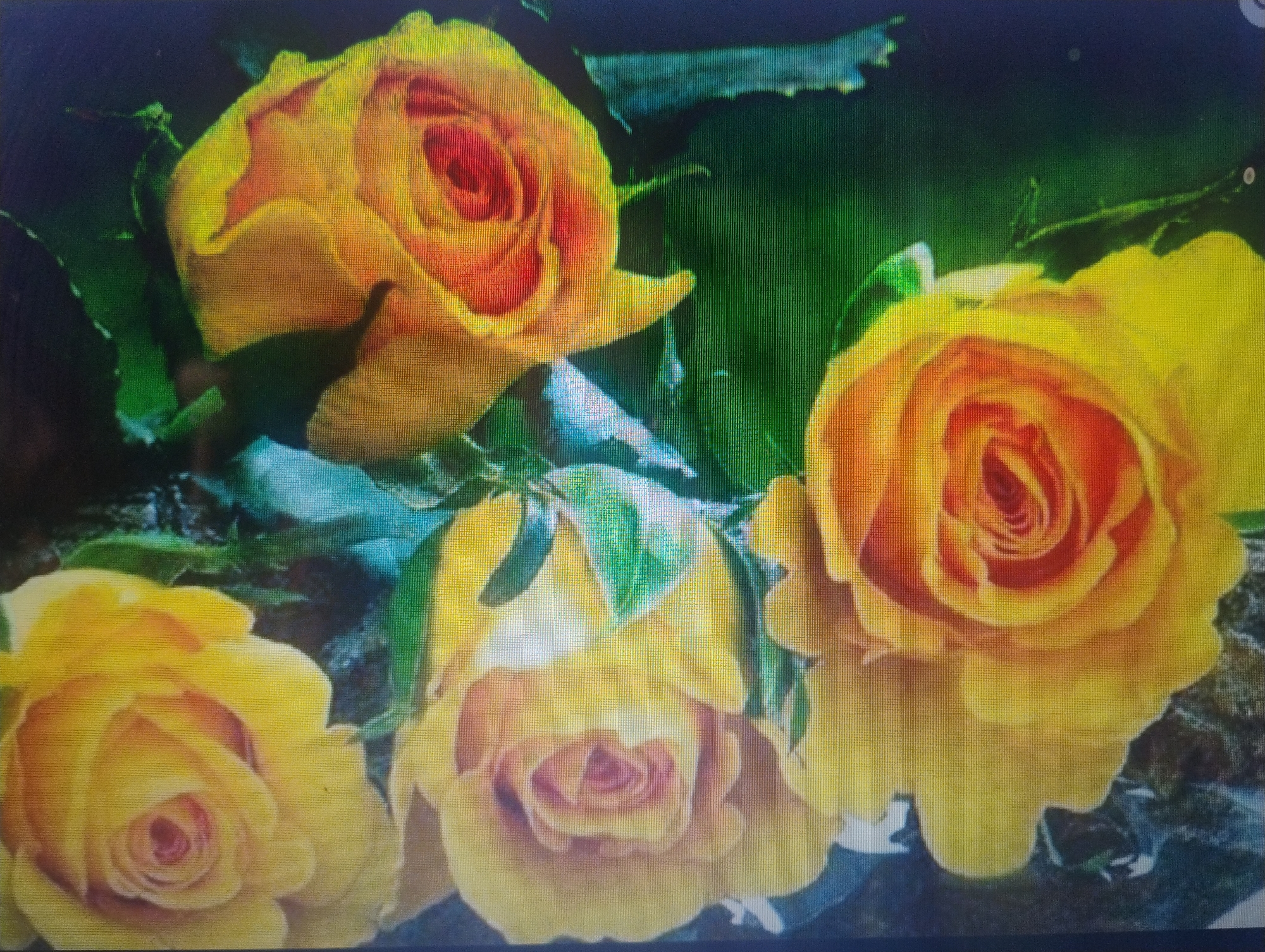 The image displays a close-up of a bouquet of yellow roses with some hints of orange. There are four roses prominently featured, with one slightly larger and more in focus on the right side of the frame. The petals are layered and appear to be in various stages of bloom. Green leaves are visible interspersed between the flowers, providing a contrast to the warm tones of the roses. The background is dark and out of focus, highlighting the roses as the central subjects. There is no indication of people, actions, or interactions. The environment appears to be natural, given the presence of flowers and foliage. There is no information to connect this image to the city of Rumyantsevo, Bulgaria.