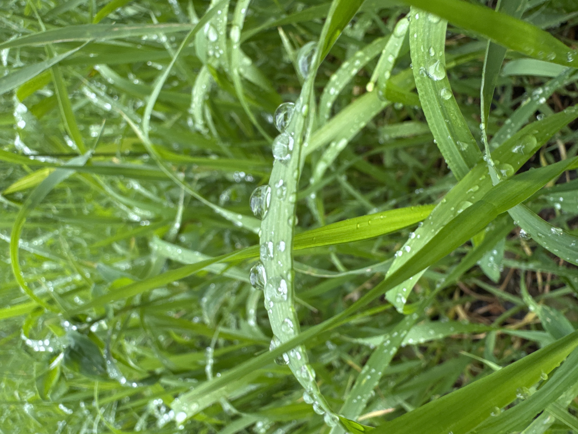 The image displays a close-up, top-down perspective of vibrant green grass, heavily adorned with numerous water droplets. A prominent blade of grass runs vertically through the center of the frame, showcasing several large, spherical water beads clinging to its surface. These droplets are translucent and reflect ambient light, creating bright highlights and adding a sense of depth.
Other blades of grass are visible throughout the image, both in the softly blurred foreground and background, also bearing smaller, less distinct water droplets. The overall color palette is dominated by various shades of fresh green, indicating lush and healthy vegetation. The shallow depth of field places a clear emphasis on the dew-covered central grass blade, with the surrounding foliage appearing less sharp.
The presence of the water droplets suggests either recent rainfall or morning dew. The setting is a natural, outdoor environment, likely a lawn or field. No specific activity is taking place as it is a still life. The image conveys a sense of freshness and nature's detail, typical of an early morning or post-rain environment. There are no people, man-made objects, or visible text in the image. Given the provided context, the scene is located in Riga, Latvia.