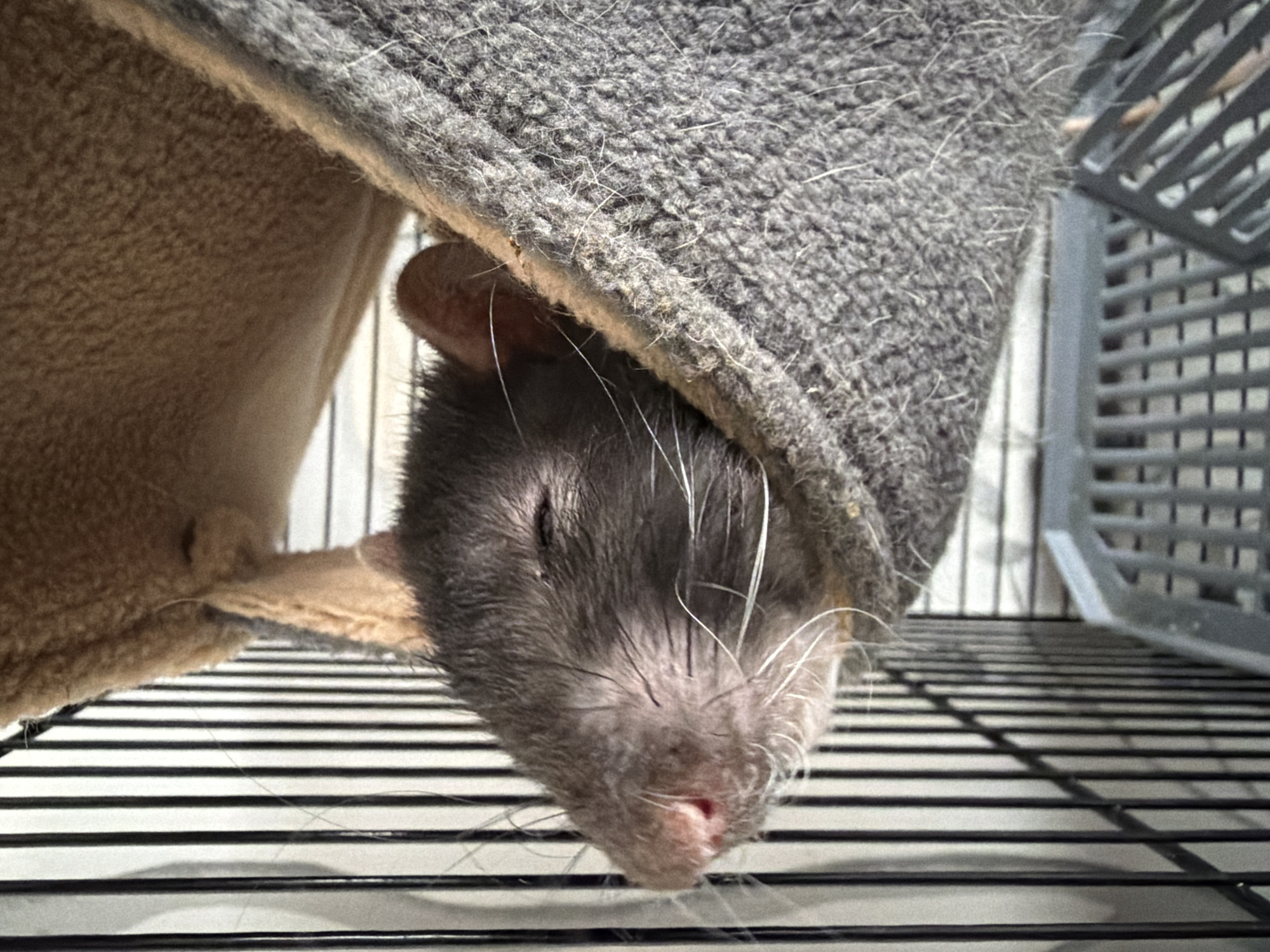 The image captures a domestic rat resting peacefully inside a soft, grey fabric tunnel or hammock. The rat's face, with its eyes closed or partially closed, is the central subject, indicating it is likely sleeping or very relaxed. Its small pink nose, mouth, and long white whiskers are clearly visible, contrasting with its dark greyish-brown fur. A pink ear is partially visible on the left side of its head, tucked under the fabric.
The photograph is taken from a low angle, looking upwards at the rat. Below the rat's head and the hanging fabric, a metal cage floor with parallel bars is visible, suggesting the rat is housed in a pet cage. To the left, a section of a lighter, beige-colored fabric is seen, which may be part of the same bedding structure. On the right side, beyond the grey fabric, parts of the cage structure, including a plastic shelf or ramp, are visible in the background.
The lighting is bright and appears to be indoors, illuminating the scene clearly. No text is visible in the image. The overall impression is one of tranquility and comfort for the animal within its habitat.
