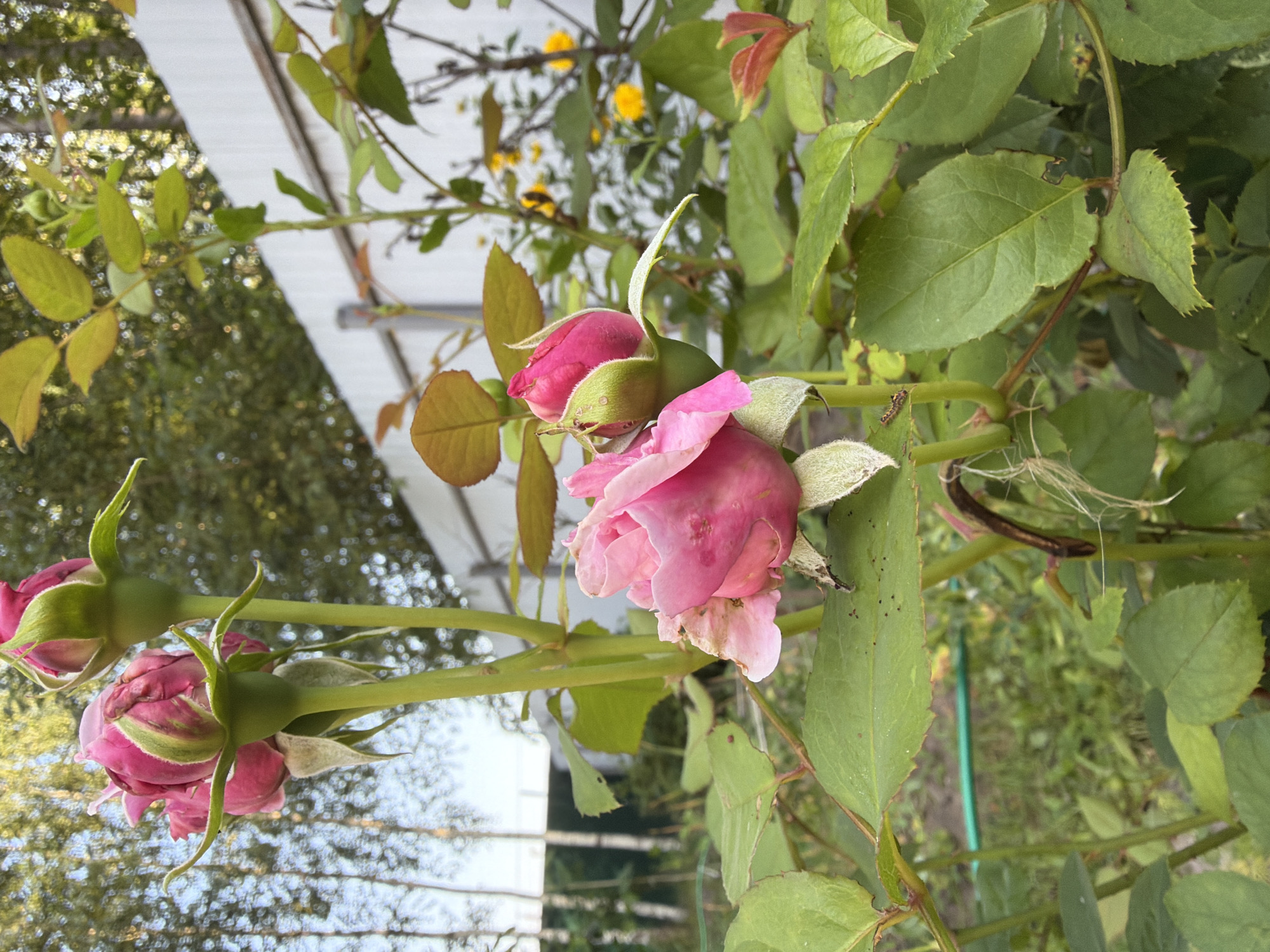 The image depicts a close-up view of a rose bush with several pink rose buds and one partially opened rose bloom. The roses are on green stems with serrated green leaves. In the background, a white fence runs horizontally, and beyond that, there are trees and vegetation. The scene appears to be in a garden setting. There are no people or animals visible in the image. The location is identified as Imeni Vorovskogo, Russia.