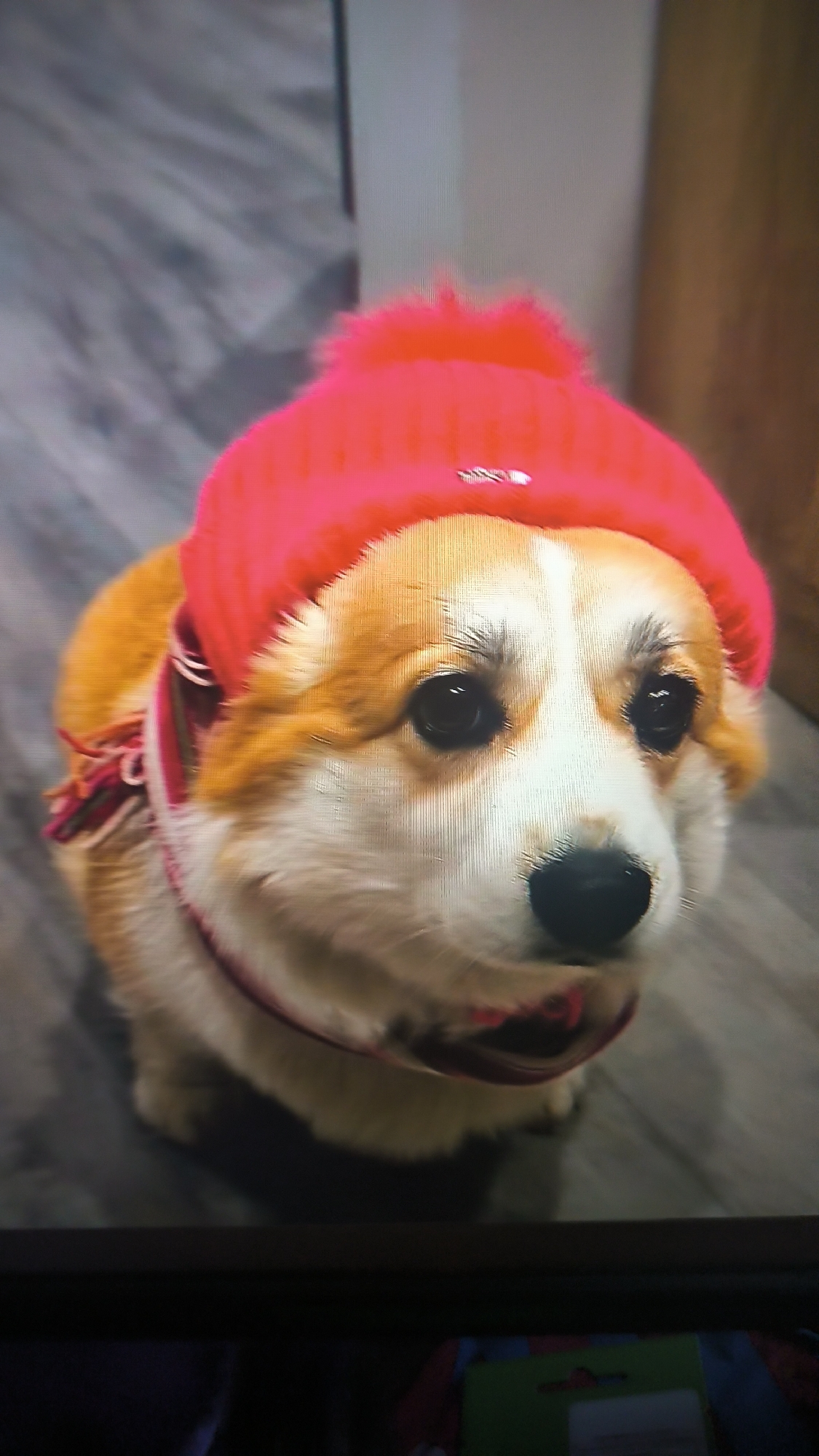 The image shows a close-up, slightly blurry, medium shot of a Pembroke Welsh Corgi dog wearing a bright pink knitted hat with a pom-pom and a matching pink and white striped scarf. The dog is facing forward, with its head tilted slightly to its left. The dog has typical corgi coloring: golden-brown fur with white markings on its face and chest. Its eyes are dark and appear to be looking slightly off-camera. The background is out of focus, but appears to be an indoor setting with a gray, wood-grain patterned floor and a hint of a wooden surface on the right. The image is a photograph, possibly taken from a screen display, given the presence of horizontal lines. There is no discernible information within the image to indicate its location in the city of Kovrov, Russia.