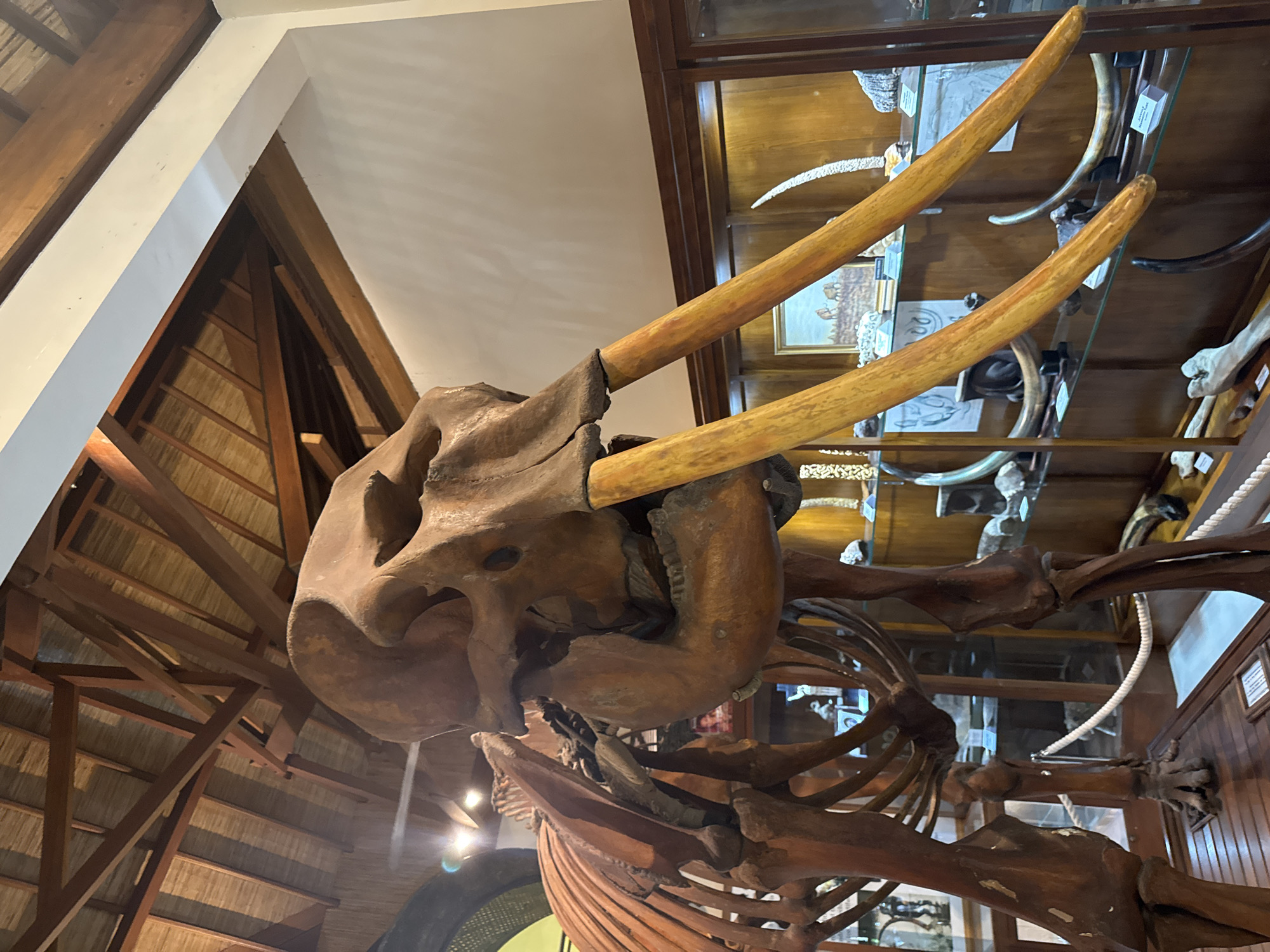 The image shows the fossilized skeleton of an elephant-like mammal, likely a mammoth or related species, exhibited indoors. The head, with large tusks, is the central focus, revealing the skeletal structure. The background features wooden beams and rafters characteristic of the Tegallalang area of Bali, Indonesia. Additionally, display cases containing other skeletal remains can be seen.
