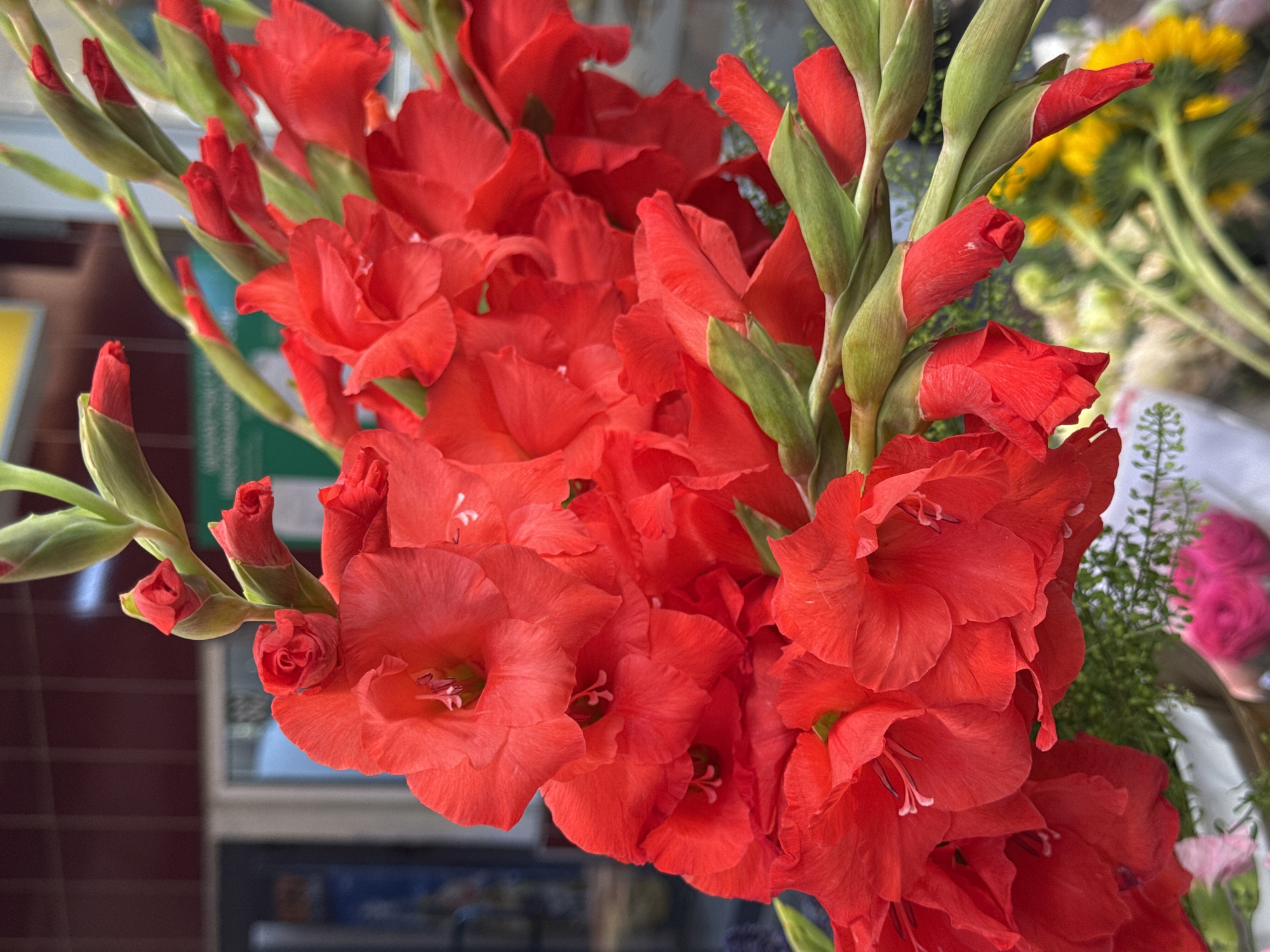 A close-up, medium shot captures a vibrant bouquet of red gladiolus flowers. The gladioli are in various stages of bloom, with some fully open showcasing their delicate petals and stamens, while others are still in bud formation. The flowers are arranged on green stems with pointed sepals. The background is softly blurred, suggesting an outdoor market or floral shop. Visible elements in the background include a dark-paneled building with windows and a hint of greenery. Further back, out-of-focus yellow flowers and foliage add depth to the scene. The overall impression is one of natural beauty and a lively atmosphere, likely within the city of Almaty, Kazakhstan.