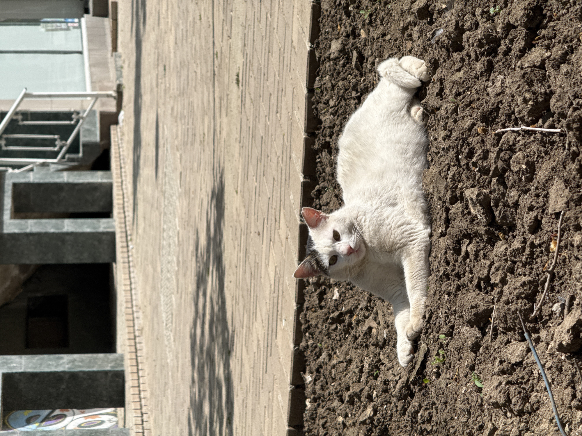 A white cat is lying in a patch of dark brown soil next to a paved walkway in what appears to be an urban environment. The cat has black markings on its head and is looking at the camera with one paw raised. To the left of the walkway is a building with concrete steps and window openings. The image is rotated to the left. Dobrich, Bulgaria cannot be determined from the image.