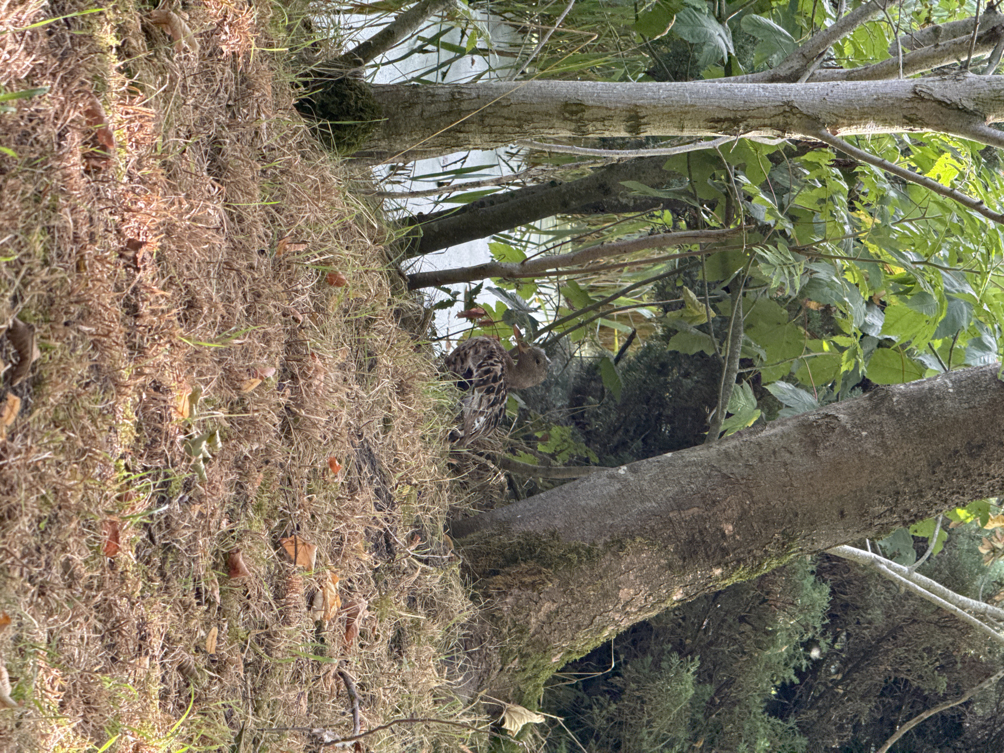 A duck is partially visible on the right side of the image, nestled amongst dry grass and fallen leaves. It appears to be facing left, with its head turned slightly towards the viewer. The duck has mottled brown and black plumage. Behind the duck, a large tree trunk with moss growing on it dominates the center-right of the frame. To the left of the trunk, several smaller trees and lush green foliage are visible. In the background, a body of water with a light green surface, possibly a pond or canal, is partially obscured by vegetation. The scene is set in a natural outdoor environment, with the ground covered in dry grass and scattered autumn leaves, suggesting a temperate climate. The location is in the city of Pingjum, Netherlands.