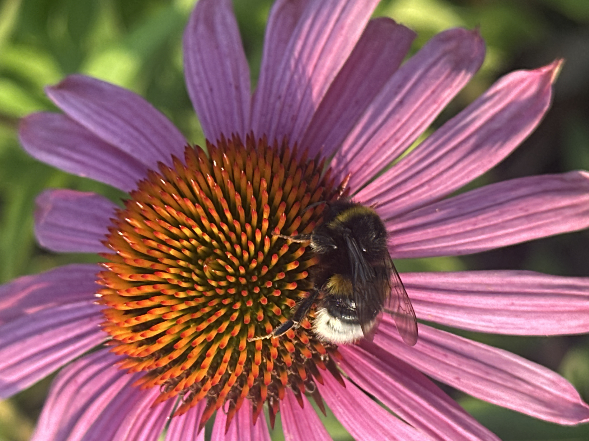 A bumblebee is curled up on a purple coneflower in Lapės, Lithuania. The bumblebee is mostly black and yellow, with a fuzzy body and transparent wings. It is positioned on the flower's spiky, orange center, with its legs extended. The flower has delicate, pointed purple petals that radiate outwards. The background is a blur of green foliage, suggesting an outdoor setting.