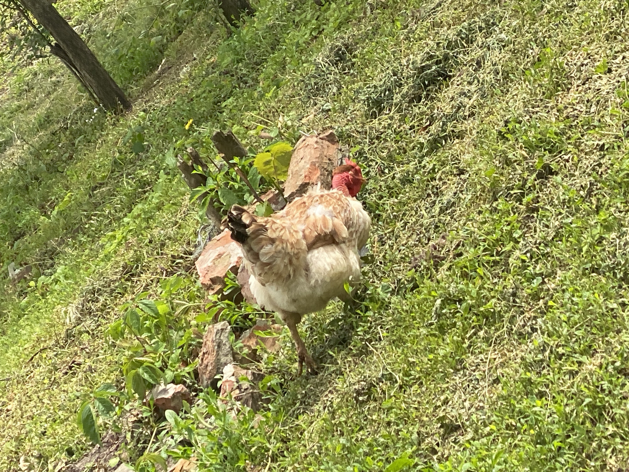A chicken stands on a grassy slope in Matyashivka, Ukraine. The bird has light brown and white plumage with a red head. It is positioned on a small rocky outcropping overgrown with greenery. The environment is primarily green, with grass and various plants covering the hillside. A tree trunk is visible in the upper left corner of the frame.