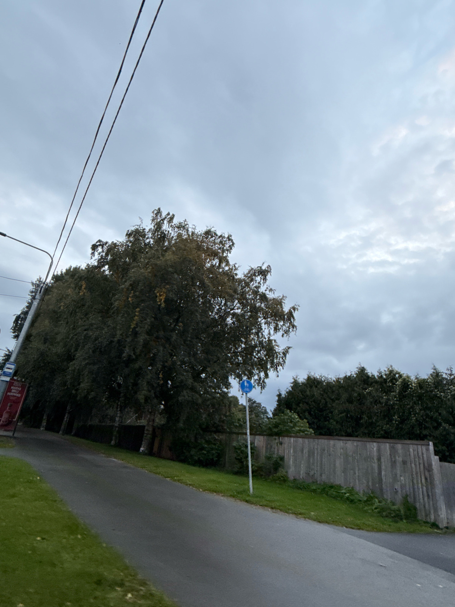 The image depicts an outdoor scene in Tallinn, Estonia, likely on a cloudy day. A paved path, possibly a sidewalk or bicycle lane, curves through the frame from the lower left to the lower right. To the left of the path, a grassy area is visible, and beyond that, a line of trees. A lamppost with a bus stop sign attached is also present on the left side of the image. In the middle ground, a row of trees with dark foliage dominates the scene. A wooden fence runs along the right side of the path, separating it from a densely wooded area behind. A blue circular sign with a white bicycle symbol, indicating a bike path, is mounted on a pole near the trees. The sky is overcast with a pale grey hue.