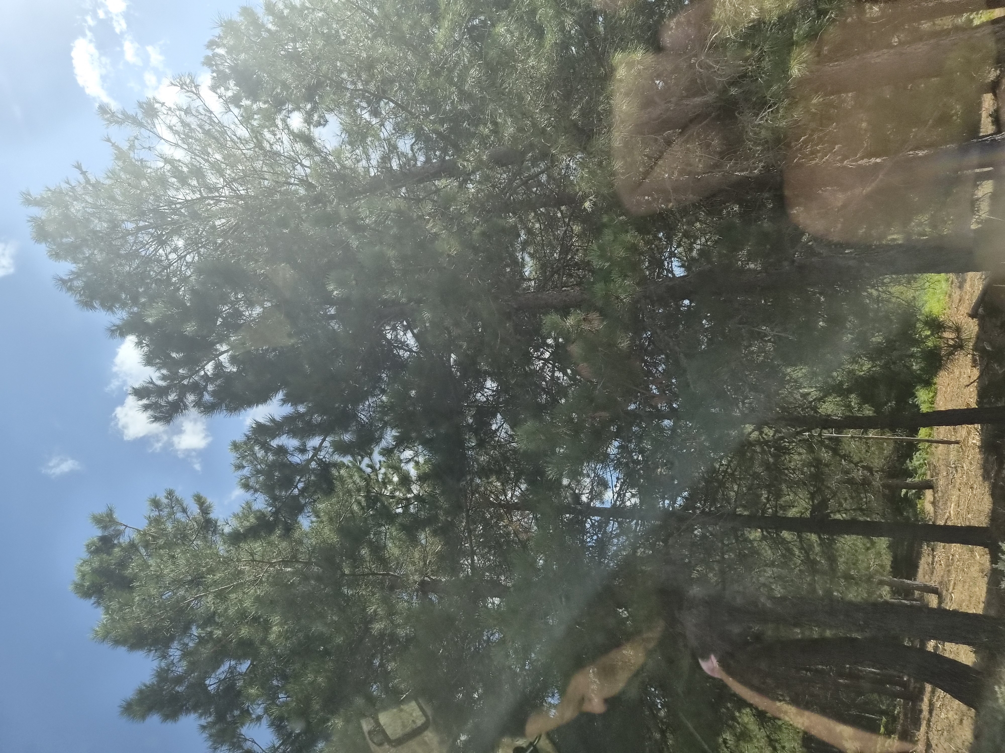 The image shows a sunlit forest with tall pine trees. The sky is blue with scattered white clouds, and sunlight filters through the branches, creating lens flare effects. The ground is covered with dry leaves and pine needles. There are reflections on the surface through which the photo is taken, suggesting it was shot from inside a vehicle or through a window. The general environment appears to be natural and possibly rural. Without further information or specific landmarks, it is not possible to pinpoint the exact location within Gouveia, Portugal.