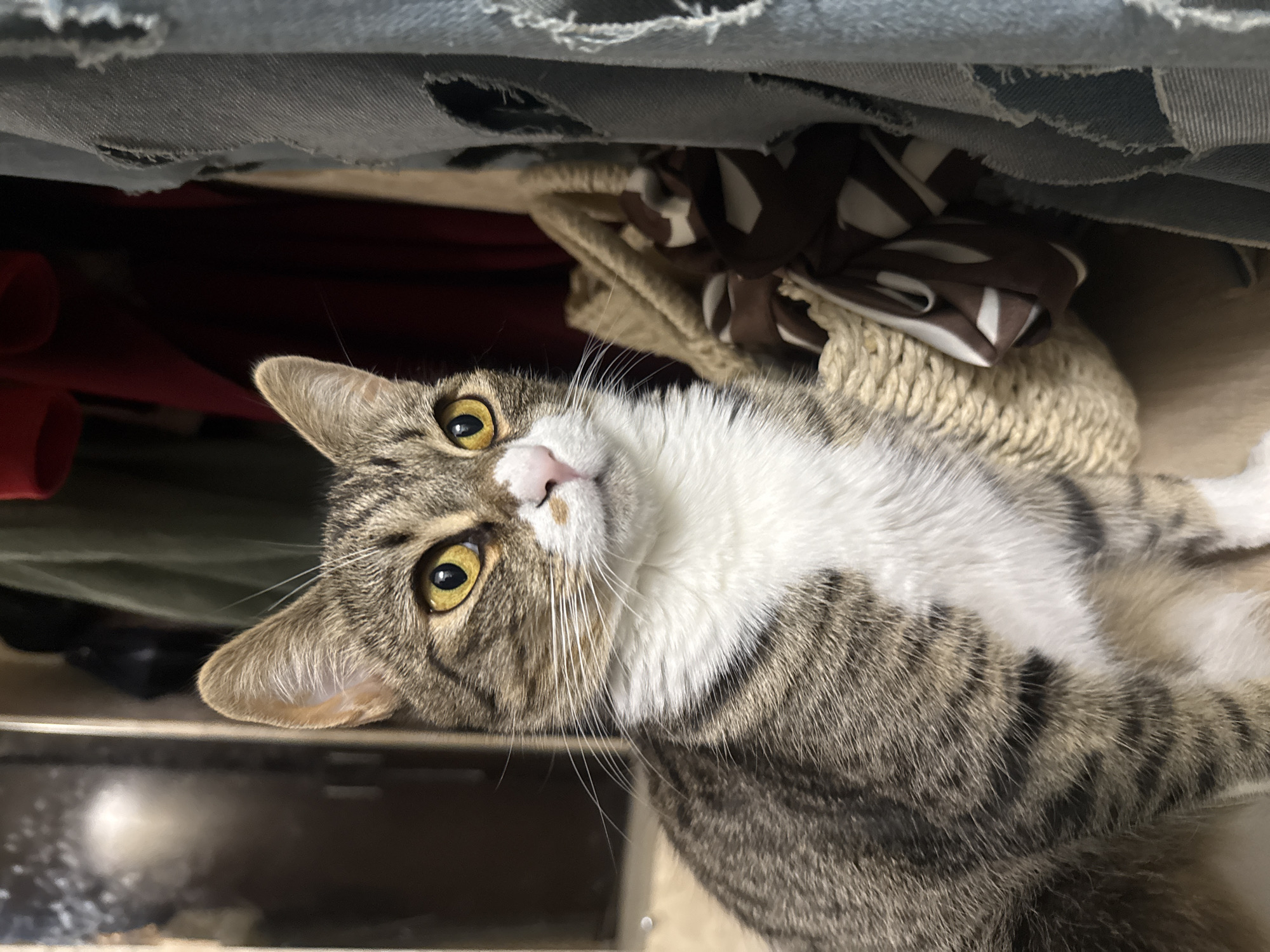 A tabby cat with white markings on its chest and face sits in a cluttered indoor environment. The cat has bright yellow eyes and is looking to its right. Behind the cat, there are various items of clothing hanging, including a red garment and a blue, torn fabric. A woven basket with brown and white striped fabric is also visible next to the cat. The background appears to be a closet or wardrobe area. The image does not provide any specific information about the city of Simferopol, Ukraine.
