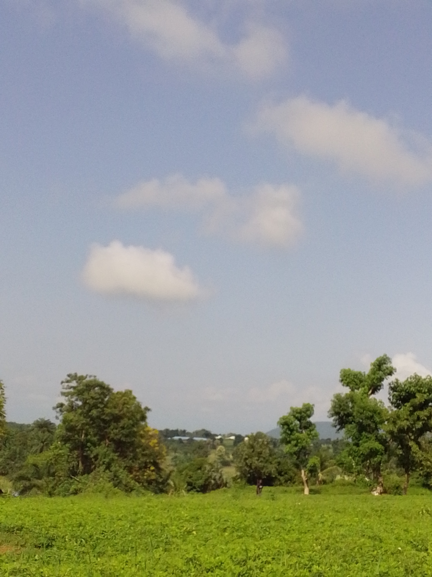 A wide shot captures a vibrant green field in the foreground, likely a crop of some kind, under a bright blue sky dotted with fluffy white clouds. A line of trees, varying in size and density, forms a backdrop to the field, with some larger, more mature trees standing prominently on the right side of the frame. In the distance, a hazy landscape suggests rolling hills or a further expanse of vegetation, with faint structures indicating the presence of a settlement or buildings within Serti, Nigeria. The lighting suggests a sunny day, casting a natural glow over the scene.