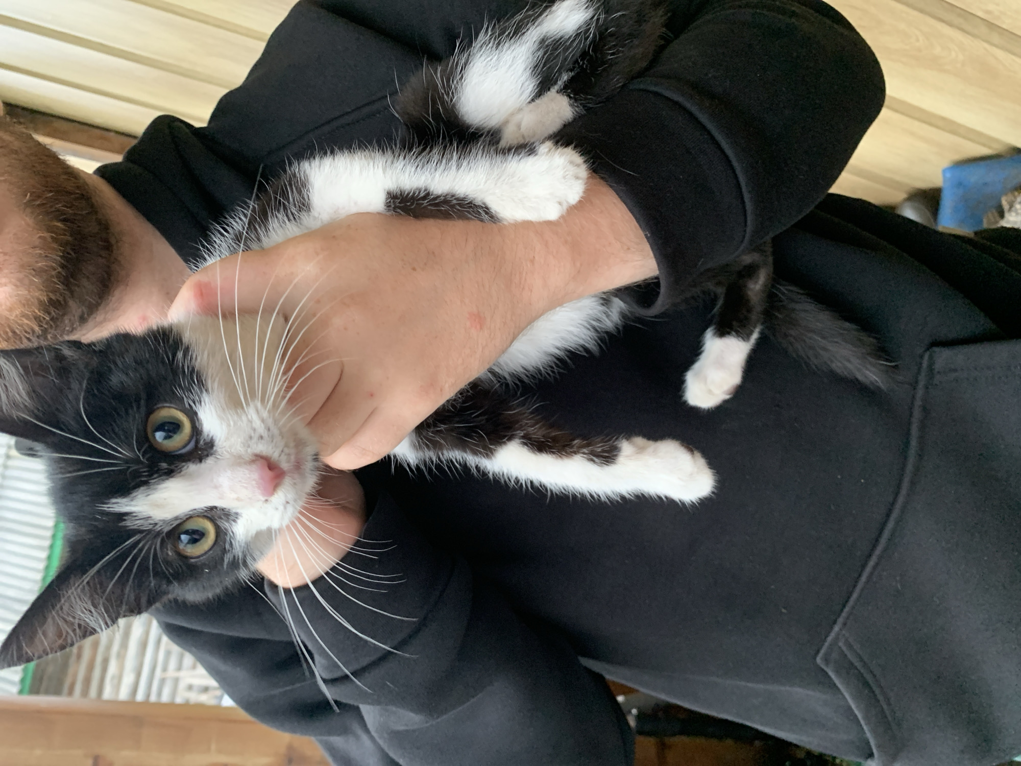 A person wearing a black hooded sweatshirt is holding a black and white kitten. The kitten has large yellow eyes and a pink nose. The person's hands are holding the kitten securely. The background appears to be outdoors, with wooden paneling and some greenery visible. The scene does not contain any information that would place it in the city of Asha, Russia.