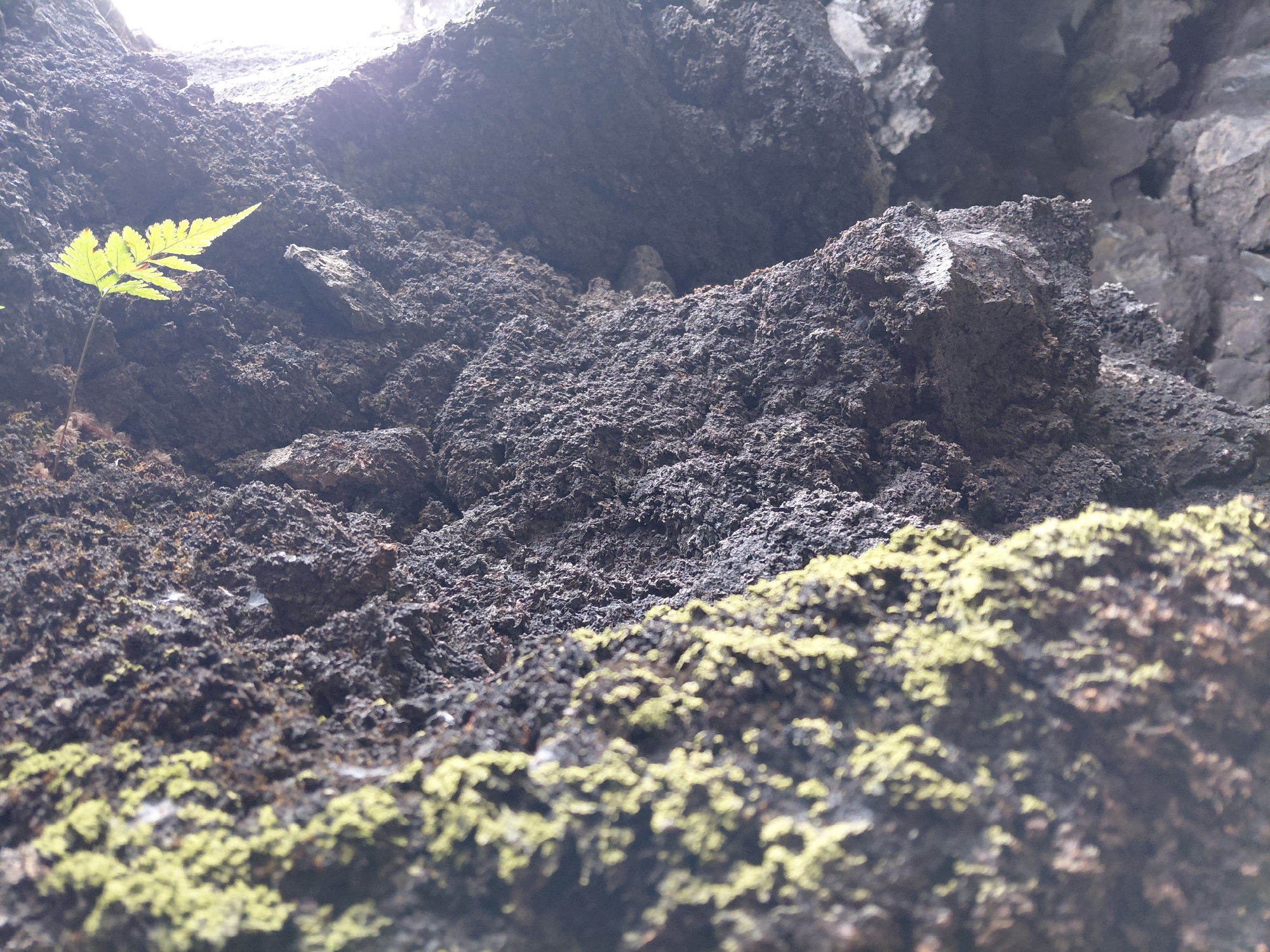 The image is a close-up, low-angle shot of a dark, textured rock face, possibly a cliff or cave wall. The rock is uneven and appears to be damp, with patches of greenish-yellow moss growing on its surface, particularly on the left side of the frame. In the upper right portion of the image, a single, small green fern frond is visible, backlit by a bright light source, suggesting an opening or exit to the area. The lighting is dim overall, with the bright area on the right creating a strong contrast. The image does not contain any people or specific objects that would indicate a city location; it depicts a natural, rocky environment. There is no information within the image that would place it in Kintamani, Indonesia.