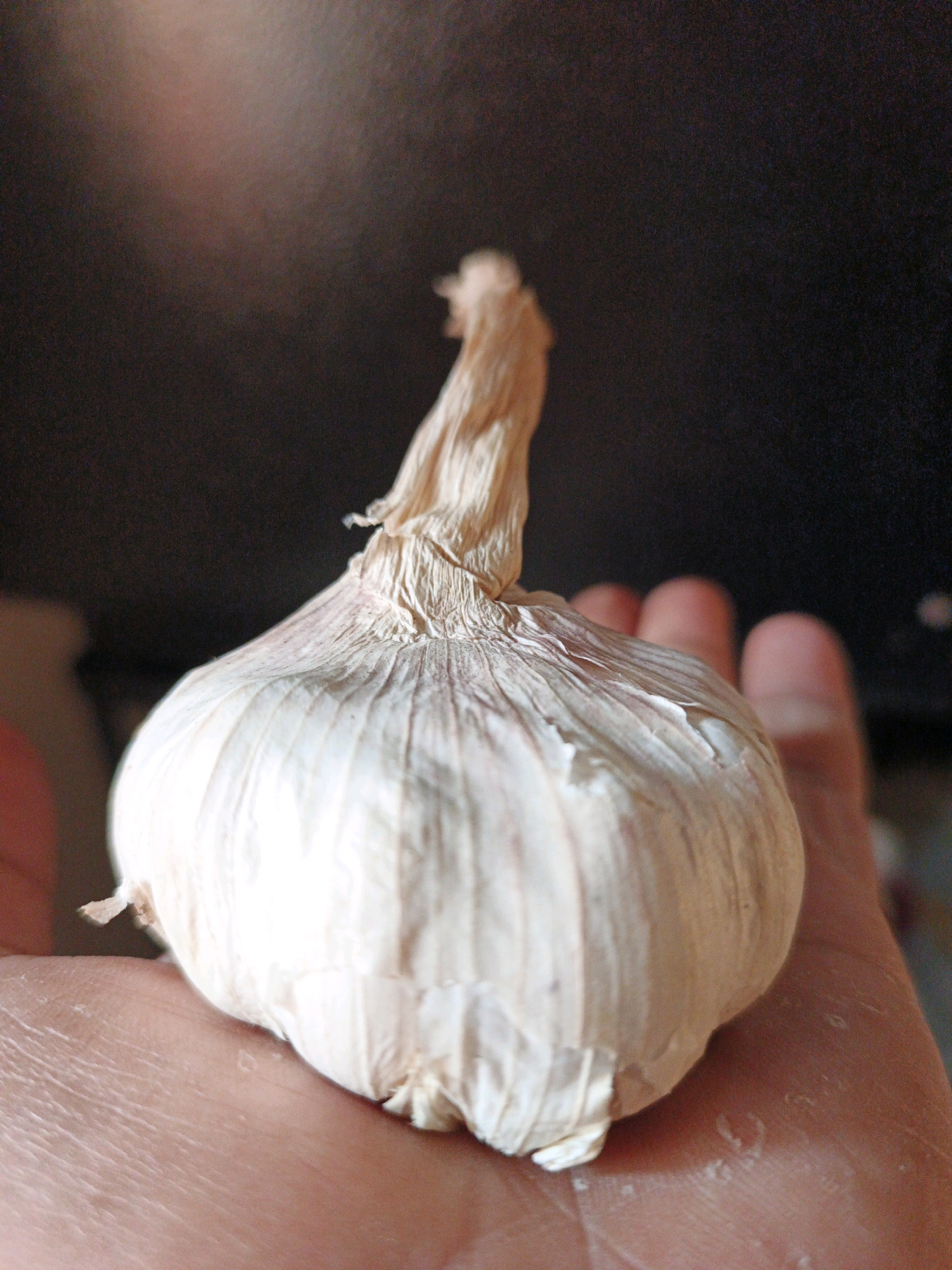A close-up, slightly out-of-focus shot shows a person's hand holding a bulb of garlic. The garlic is pale white with a papery, tan skin and a dried stem. The hand, also pale, is visible supporting the garlic from below. The background is dark and indistinct, with a warm light source illuminating the top of the garlic. There is no visible indication of the city of Ketegan, Indonesia in the image.