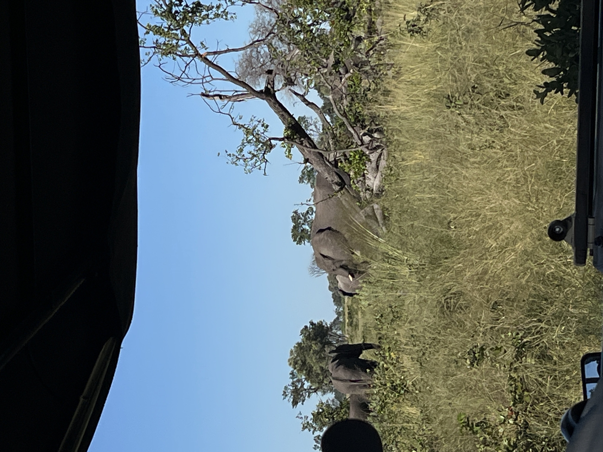 The image shows elephants in Khwai, Botswana, as viewed from inside a vehicle. The elephants are grazing in tall, dry grass under a clear blue sky. The scene includes trees with sparse foliage. Part of the vehicle's interior, including the canvas top and a side mirror, is visible.