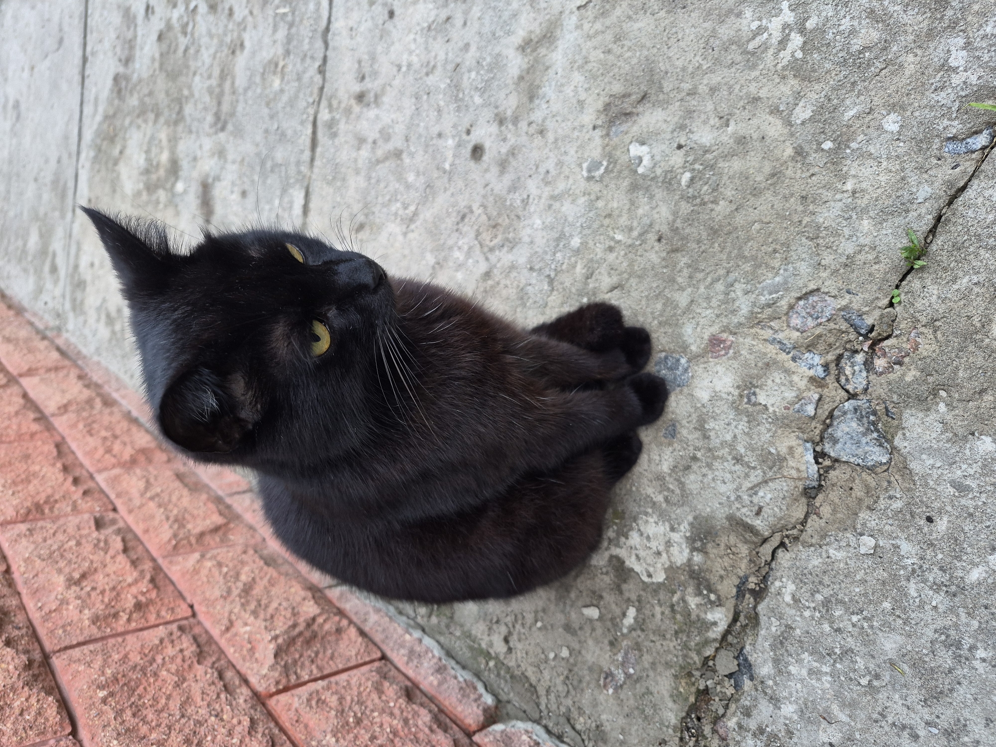 A black cat is depicted in a seated position on a grey, cracked concrete surface in Hlevakha, Ukraine. The cat, exhibiting black fur, possesses yellow-green irises and white vibrissae. Its head is oriented downwards and towards the right, with both ears erect, the right ear presenting a distinct pointed apex. To the immediate left of the cat is a vertical structure composed of reddish-brown, rough-hewn rectangular masonry units. The concrete ground shows multiple fissures, some containing exposed aggregate and sparse green vegetation. The scene is illuminated by diffuse natural light.