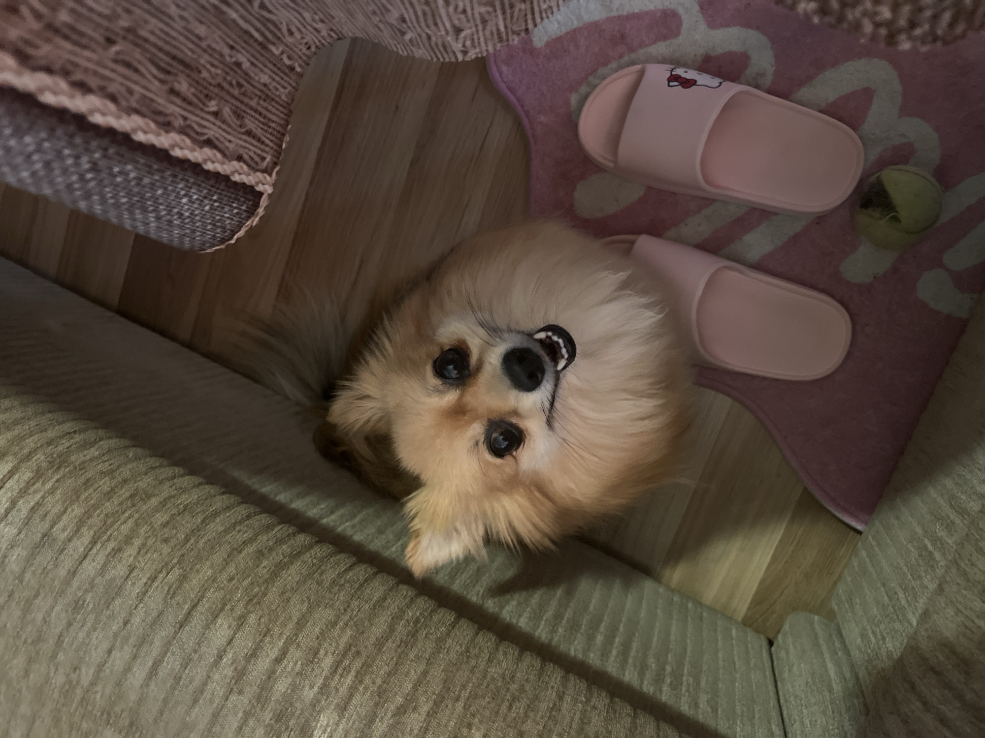 An overhead shot shows a small, tan-colored Pomeranian dog looking directly at the camera with its mouth open. The dog is sitting on a pink rug with a white heart pattern. Next to the dog are two pink slides, one featuring a Hello Kitty graphic. A small, partially chewed green ball lies on the rug between the slides. The dog is positioned between a large, beige couch and a grey and pink textured blanket, suggesting an indoor domestic setting. The floor appears to be wood. The image is set in an unspecified room within a home, with no identifiable landmarks or context to suggest a specific location in Montana, Bulgaria.