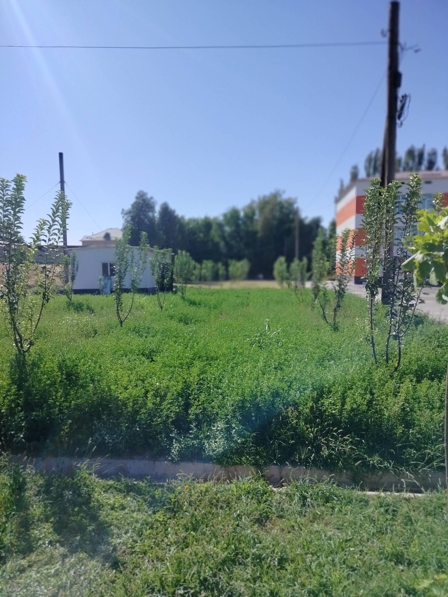 This is a medium-angle, eye-level, full outdoor shot of a grassy area with some structures and vegetation. The scene appears to be in a city or town, possibly Көлкент, Kazakhstan, based on the context provided. In the foreground, there is a dense area of green grass, with some taller stalks of grass and other plants mixed in. A low concrete barrier or curb runs horizontally across the lower part of the image, separating the foreground grass from a patch of slightly sparser grass behind it.
Behind the grass, to the left, is a small, white, rectangular building with a dark window and a light blue door. Further back and to the left, there is a tall, dark, thin pole, likely a utility pole, with wires running from it. To the right of the small building, and in the middle ground, there are several young, slender trees with green leaves.
In the background, a larger, multi-story building with a white and orange facade is visible on the right side. A dark, vertical utility pole stands in front of this building. Beyond these structures, a line of trees, appearing as a dark green hedge, stretches across the horizon. The sky is clear and blue, with a faint sun glare visible in the upper left corner. The image is slightly out of focus, particularly in the background. There are no people visible in the scene.