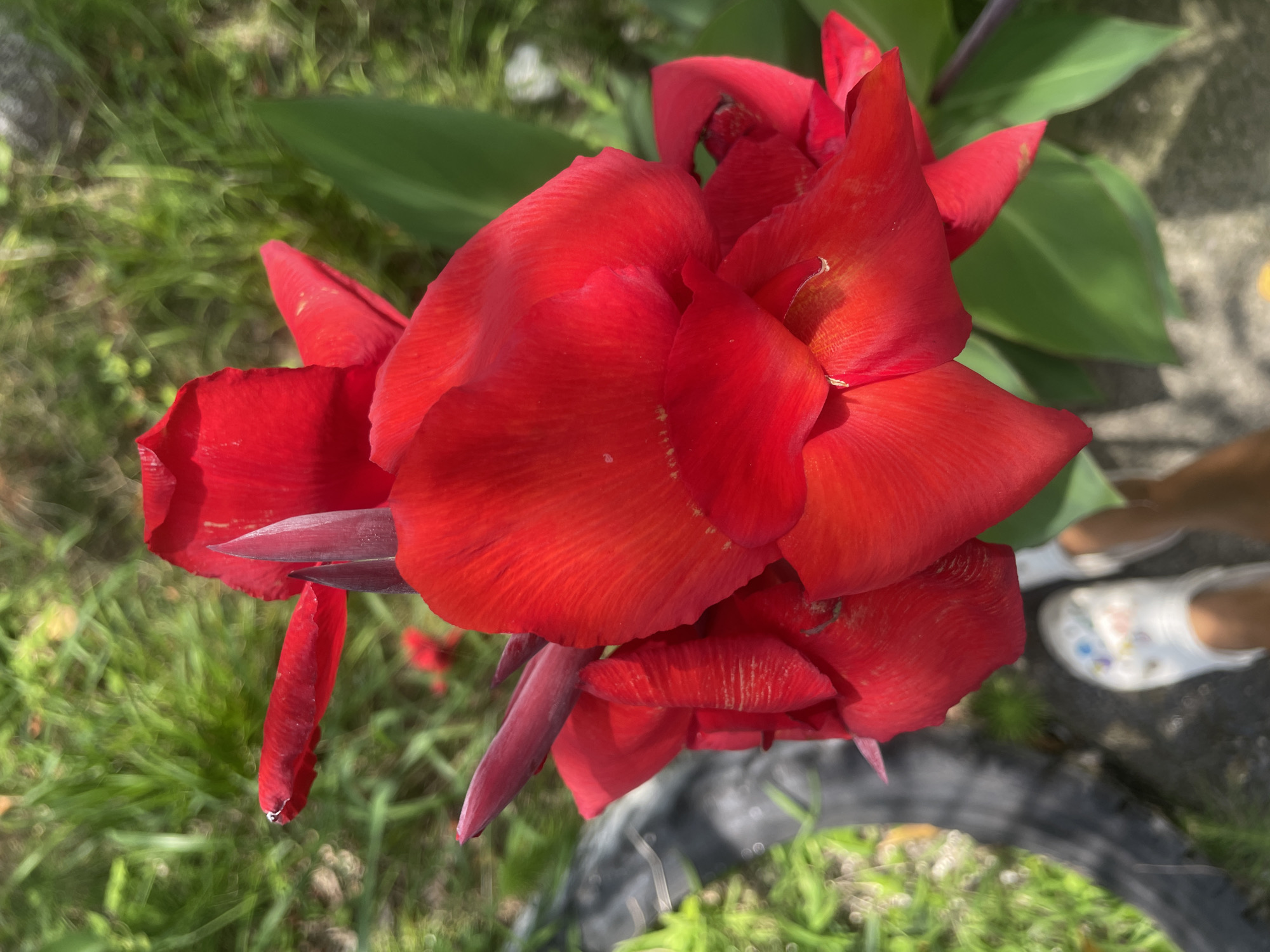 The image shows a close-up of vibrant red canna lily flowers in bloom. The flowers are the main focus, with their petals unfurling and layered. Several buds are also visible, some a deep reddish-purple. Lush green foliage surrounds the flowers, indicating a garden or outdoor setting. In the lower portion of the image, a person's feet are visible, wearing white patterned clogs. The ground appears to be a mix of dirt and possibly some paving stones. The lighting suggests it is daytime, with sunlight highlighting the flowers. The background is blurred, with areas of green grass and some darker, indistinct objects, possibly plants or a fence. There is no visible indication of the city of Baranovka, Russia.