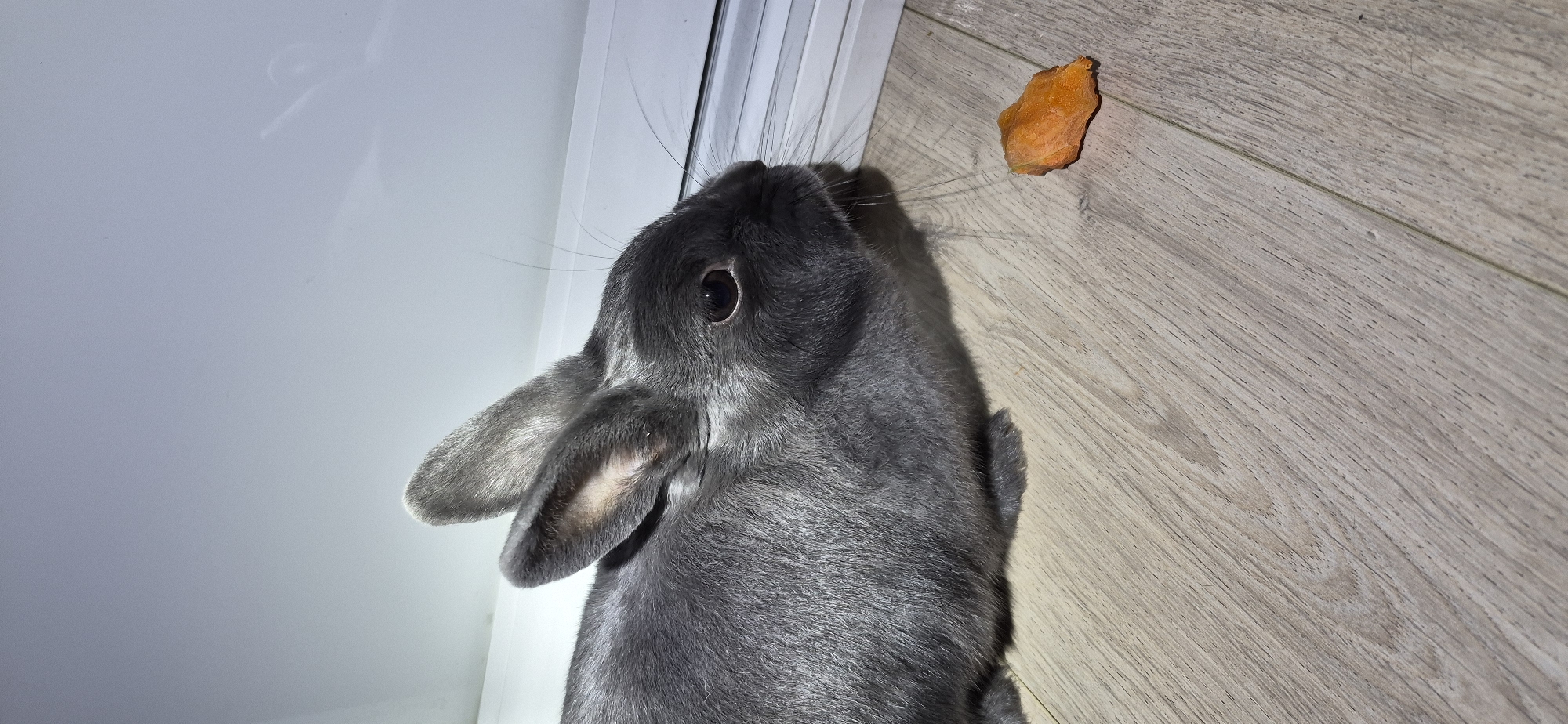 A grey rabbit is shown in a close-up, side-profile view, positioned on a light-colored wooden floor. The rabbit's fur appears soft and grey, with some lighter shading around its ears and face. Its eyes are dark and alert, and its long whiskers are visible. To the right of the rabbit, there is a small, irregularly shaped piece of orange food, possibly a carrot. The background consists of a white surface, likely a wall or door frame, with a thin horizontal line suggesting a door or window sill. The lighting creates a shadow on the white background, casting a faint outline of the rabbit's ears. The scene is indoors, with no indication of the city of Ussuriysk, Russia.