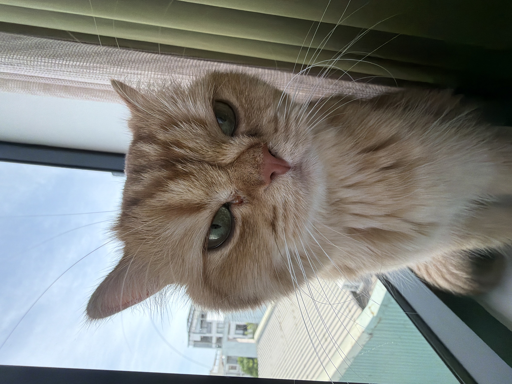 A medium shot shows an orange cat looking down towards the camera from what appears to be a window sill. The cat has green eyes, a pink nose, and long white whiskers. The background visible through the window includes buildings, possibly an apartment complex, under a bright sky. Based on the architecture and foliage visible through the window, the scene may be Đà Nẵng, Vietnam. Window blinds are visible in the background.