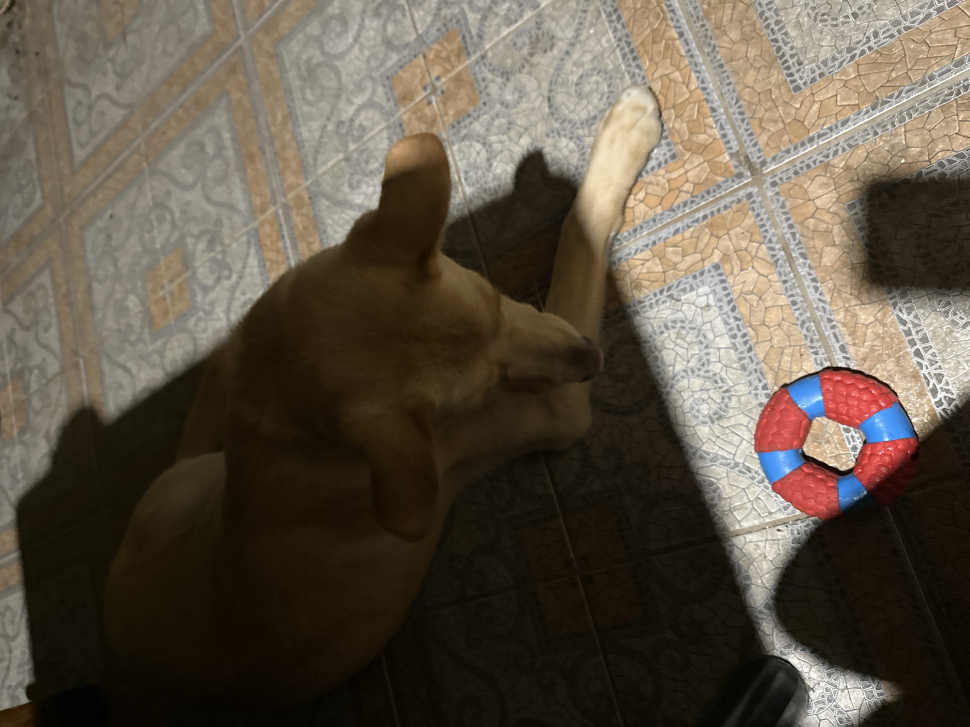 A light-colored dog is lying on a tiled floor, with a red and blue ring toy near its front paw. The dog appears to be a medium-sized breed, possibly a retriever mix, with floppy ears and a light brown coat. It is positioned on its side, with its head lowered and facing downwards. The floor is covered in square tiles with a patterned design, featuring shades of beige and gray. Sunlight casts shadows across the floor, indicating an indoor setting. The toy is a circular ring, made of textured material, with alternating red and blue sections. The overall scene is dimly lit, with the exception of the areas illuminated by the sunlight. The location is identified as Sochi, Russia.